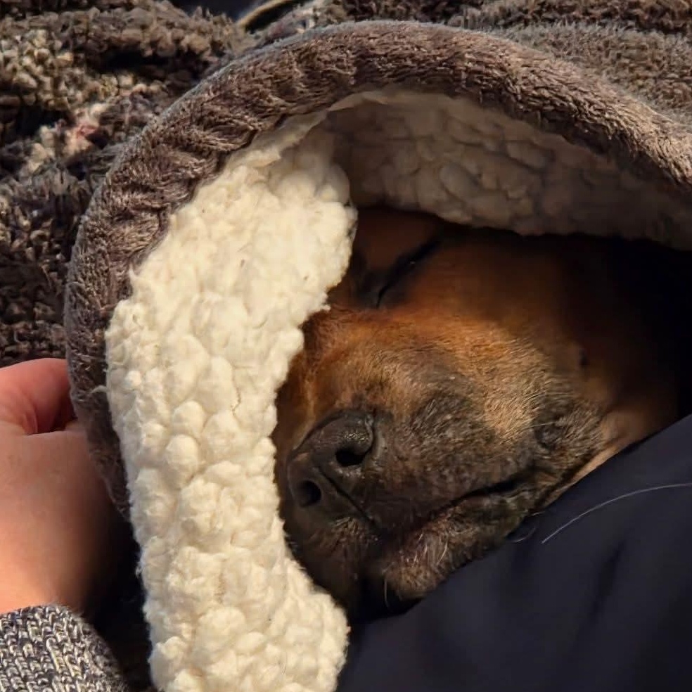 Enlarge Oliver, an adopted mixed breed in Kentwood, MI image 4/6