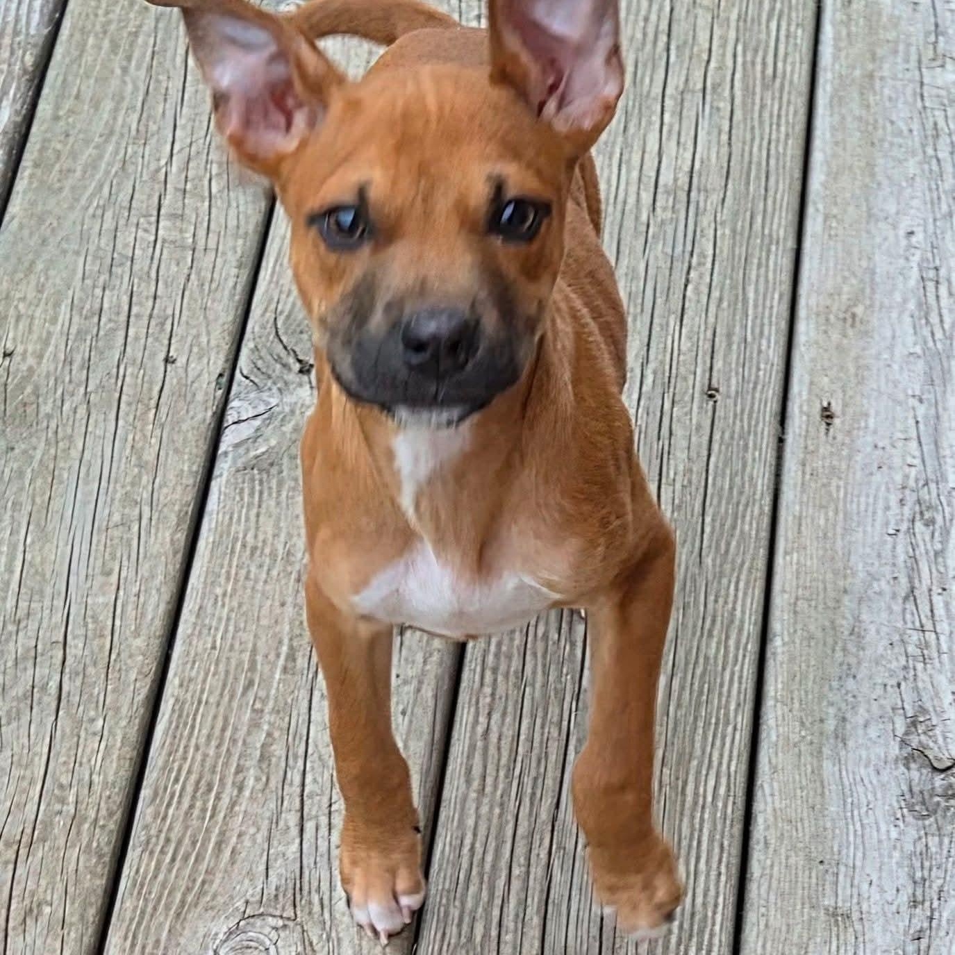 Enlarge Oliver, an adopted mixed breed in Kentwood, MI image 2/6