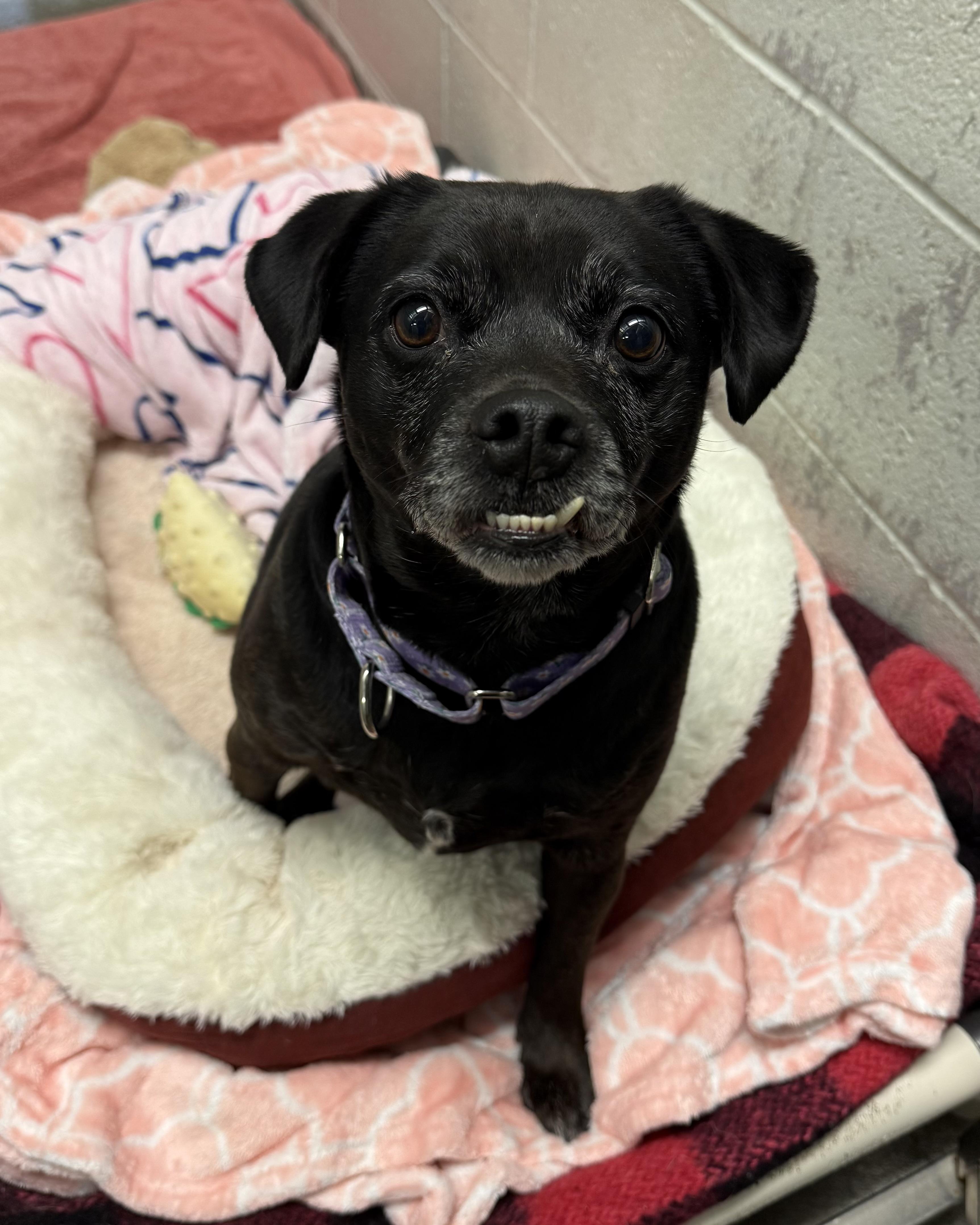 Enlarge Sharona, a ADOPTABLE Puggle in Sudbury, MA image 2/2