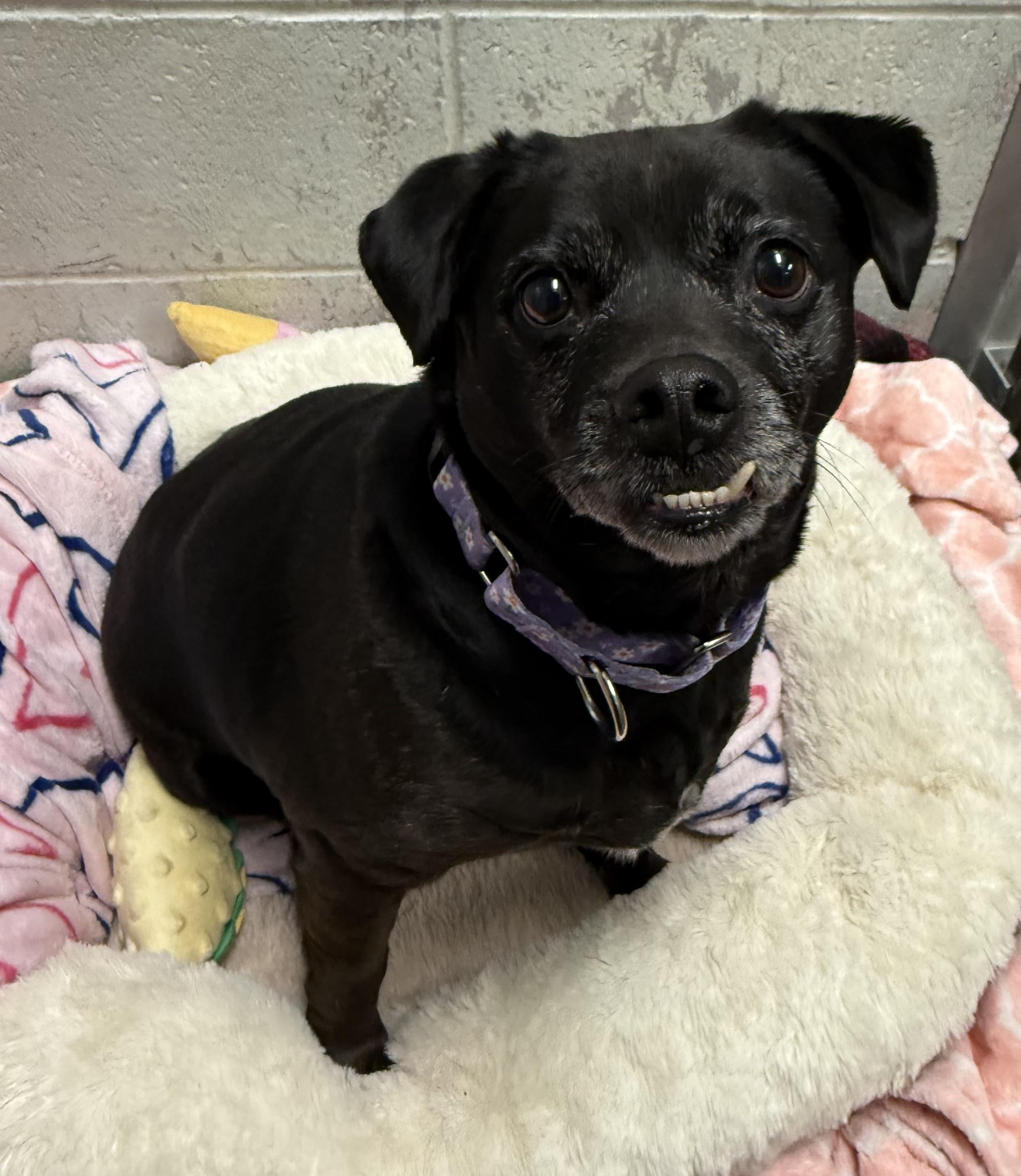 Enlarge Sharona, a ADOPTABLE Puggle in Sudbury, MA image 1/2