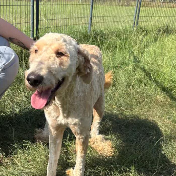Enlarge Happy, a Adoptable mixed breed in Hattiesburg, MS image 1/1