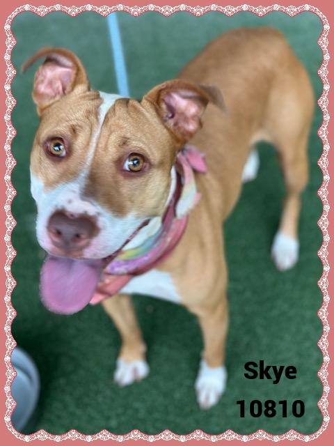 SKYE