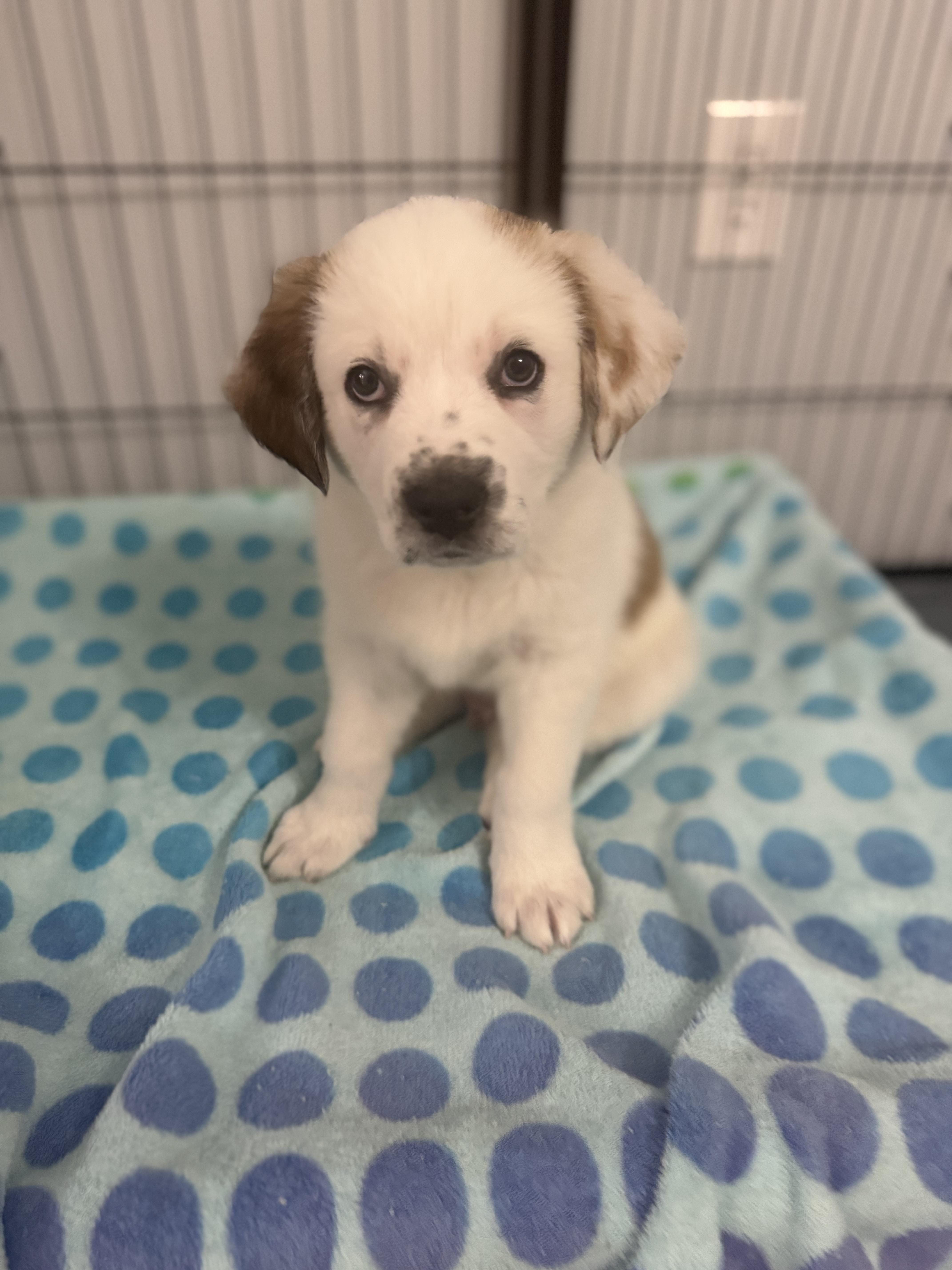 Enlarge Pickles, a ADOPTABLE mixed breed in Kings Mountain, NC image 2/6