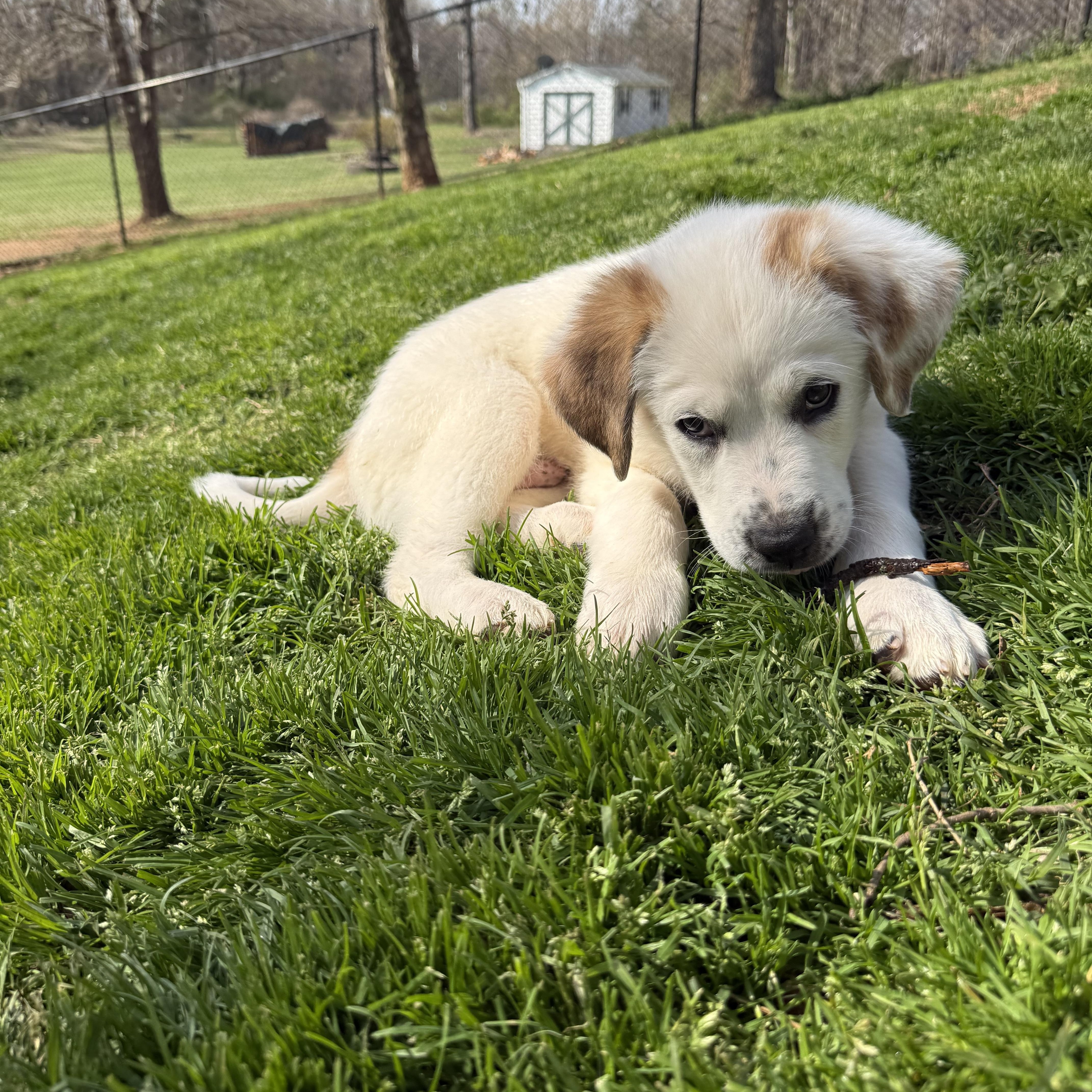 Enlarge Pickles, a ADOPTABLE mixed breed in Kings Mountain, NC image 6/6