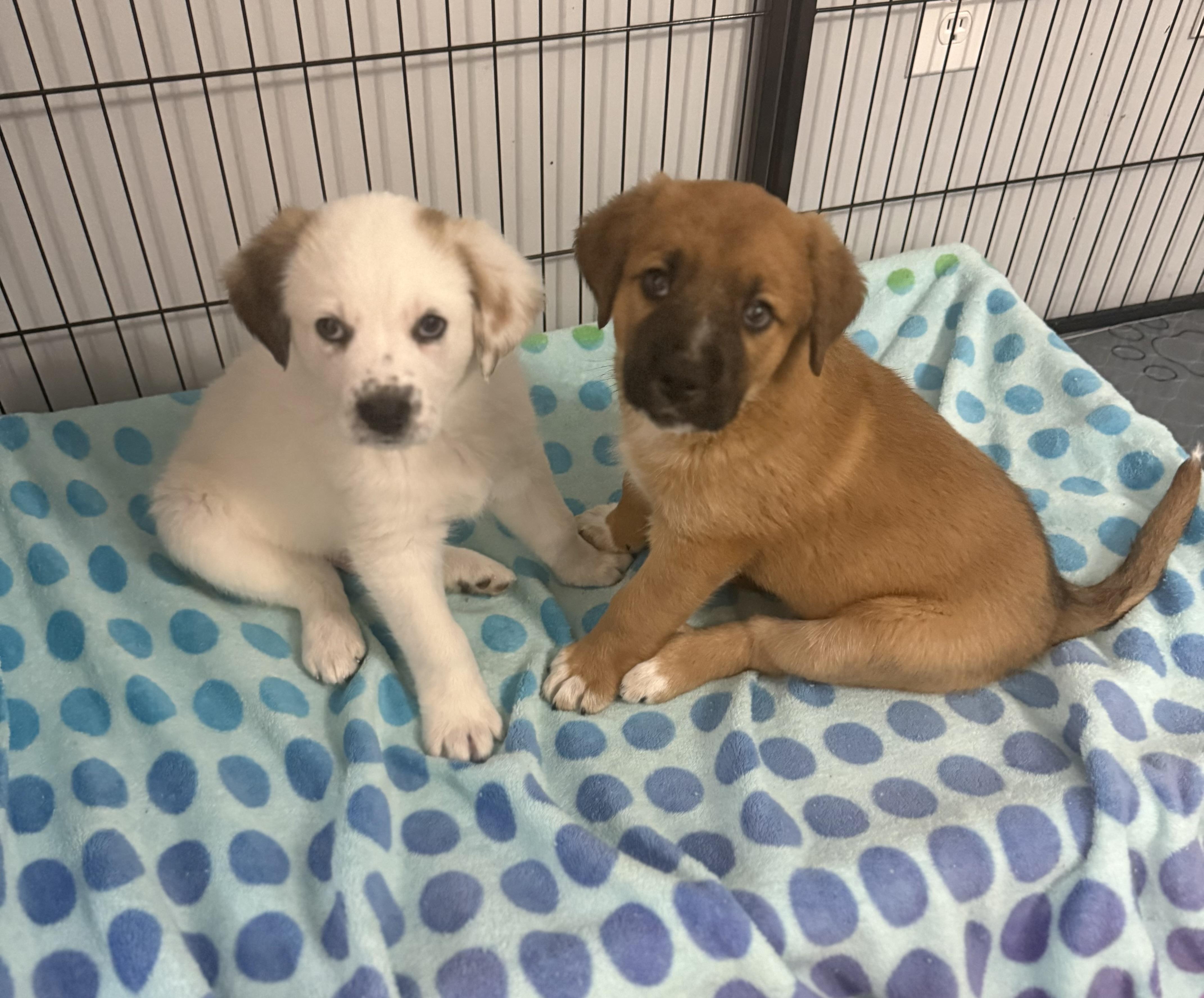 Enlarge Pickles, a ADOPTABLE mixed breed in Kings Mountain, NC image 4/6