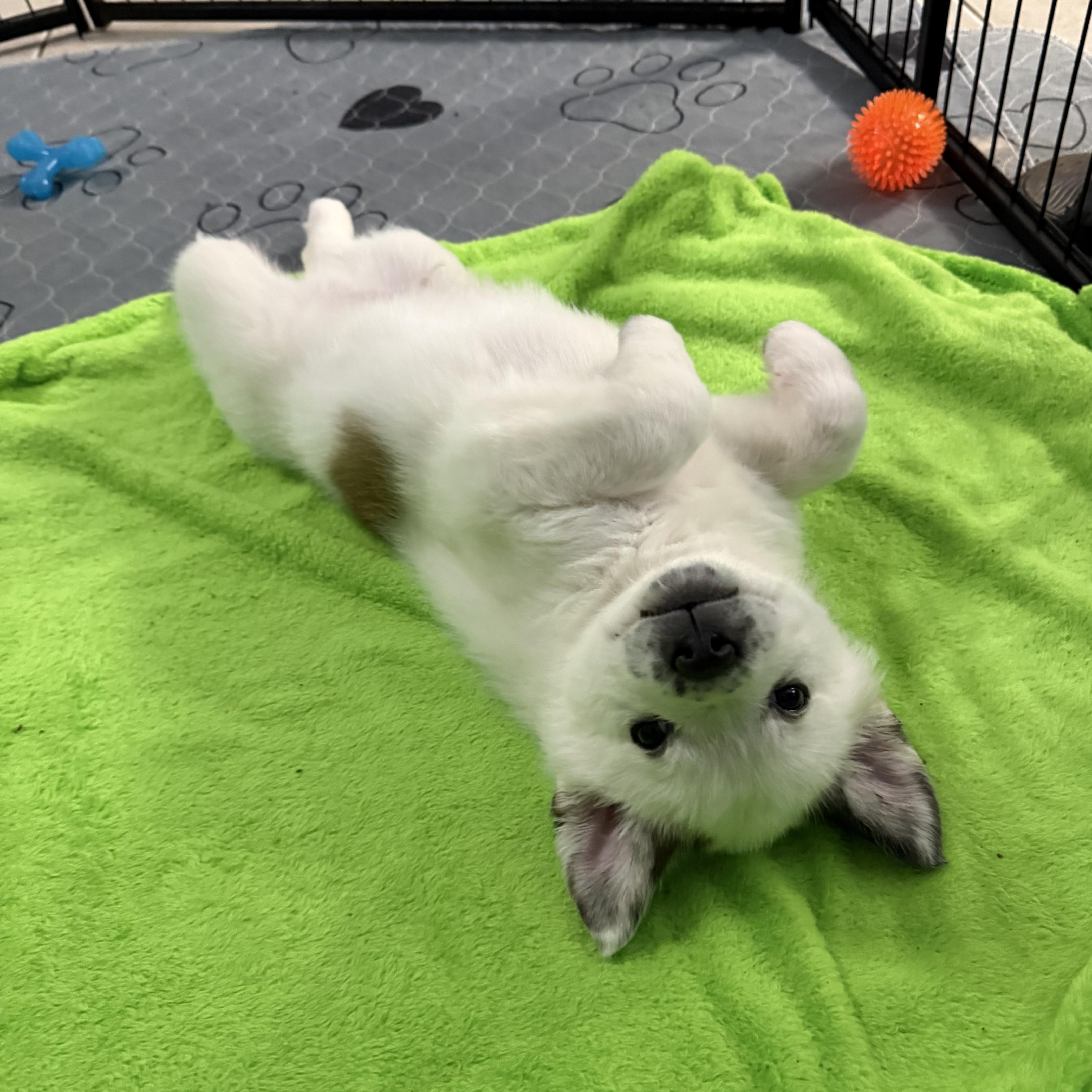 Enlarge Pickles, a ADOPTABLE mixed breed in Kings Mountain, NC image 5/6