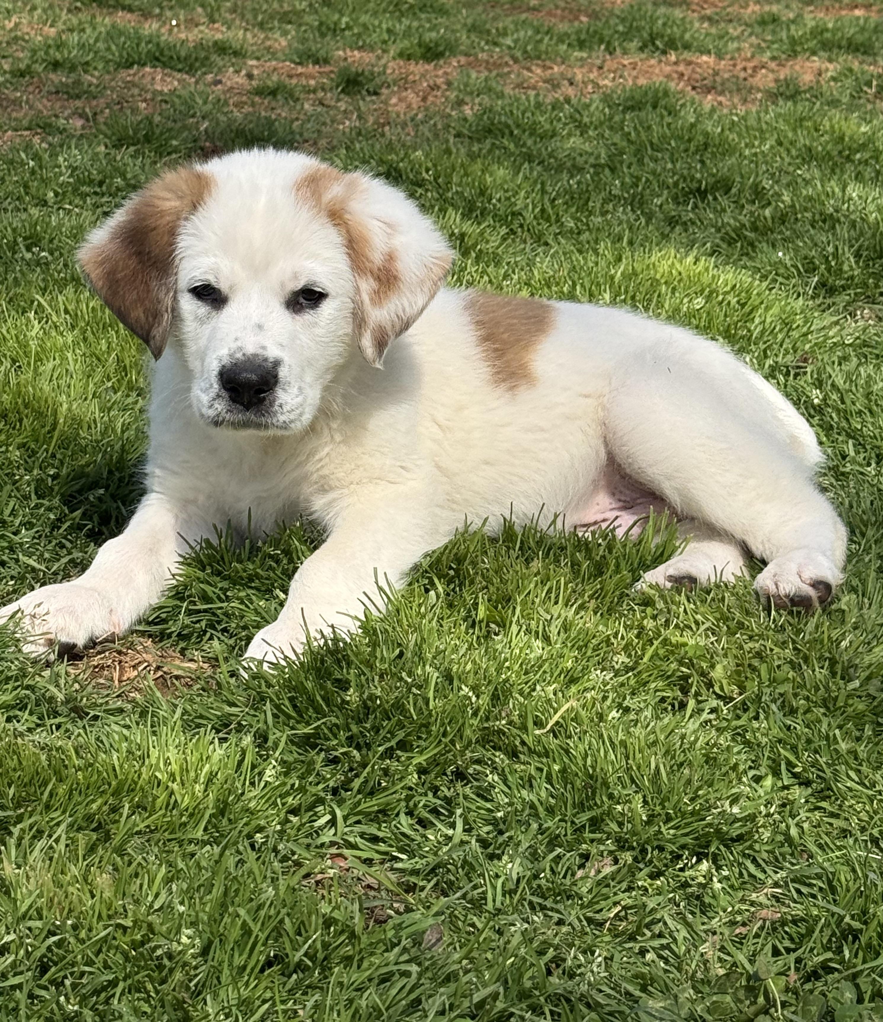 Pickles, ADOPTABLE, Puppy Male Great Pyrenees.