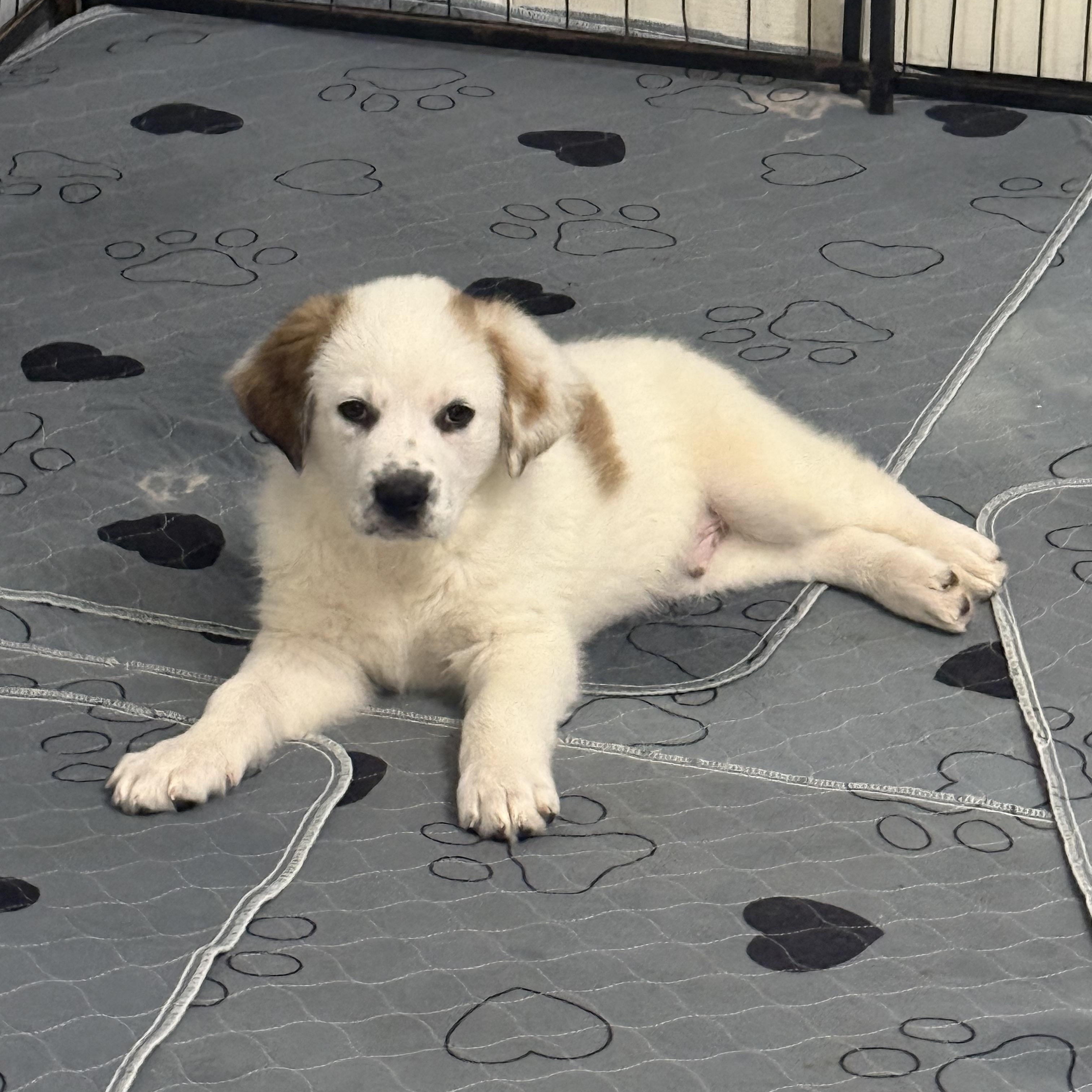 Enlarge Pickles, a ADOPTABLE mixed breed in Kings Mountain, NC image 3/6