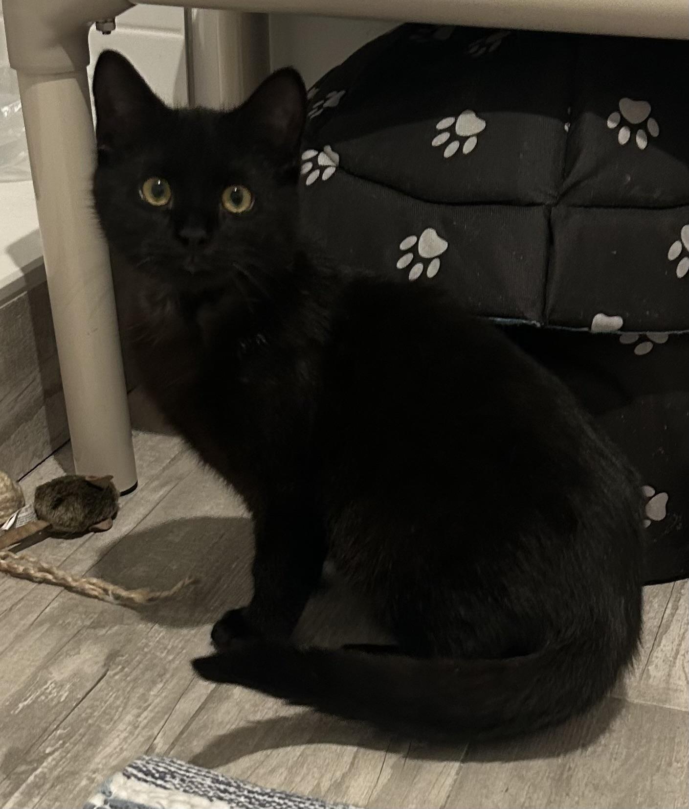 Enlarge Morpheus, an adoptable Domestic Short Hair in Ridgefield, CT image 4/4