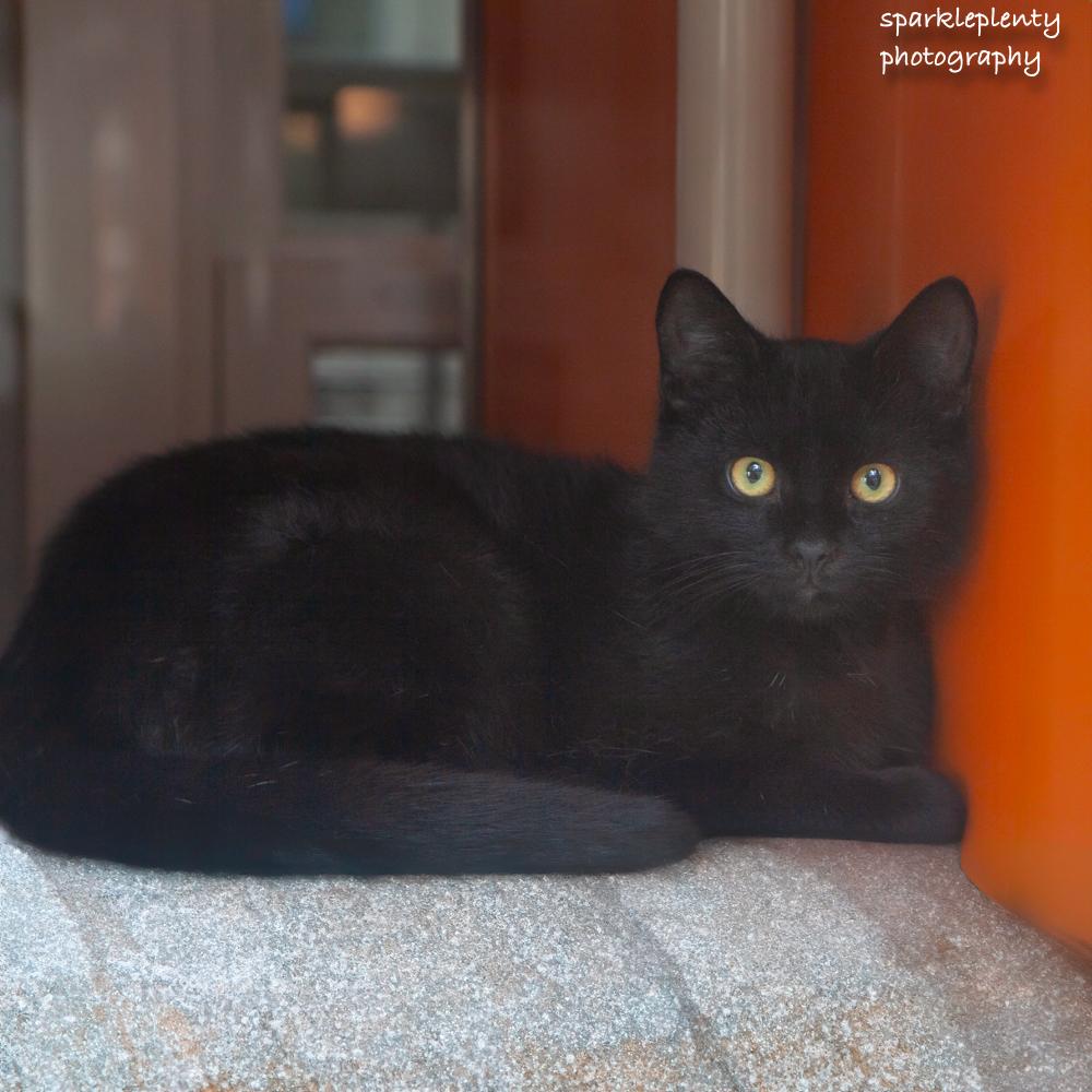 Enlarge Morpheus, an adoptable Domestic Short Hair in Ridgefield, CT image 1/4