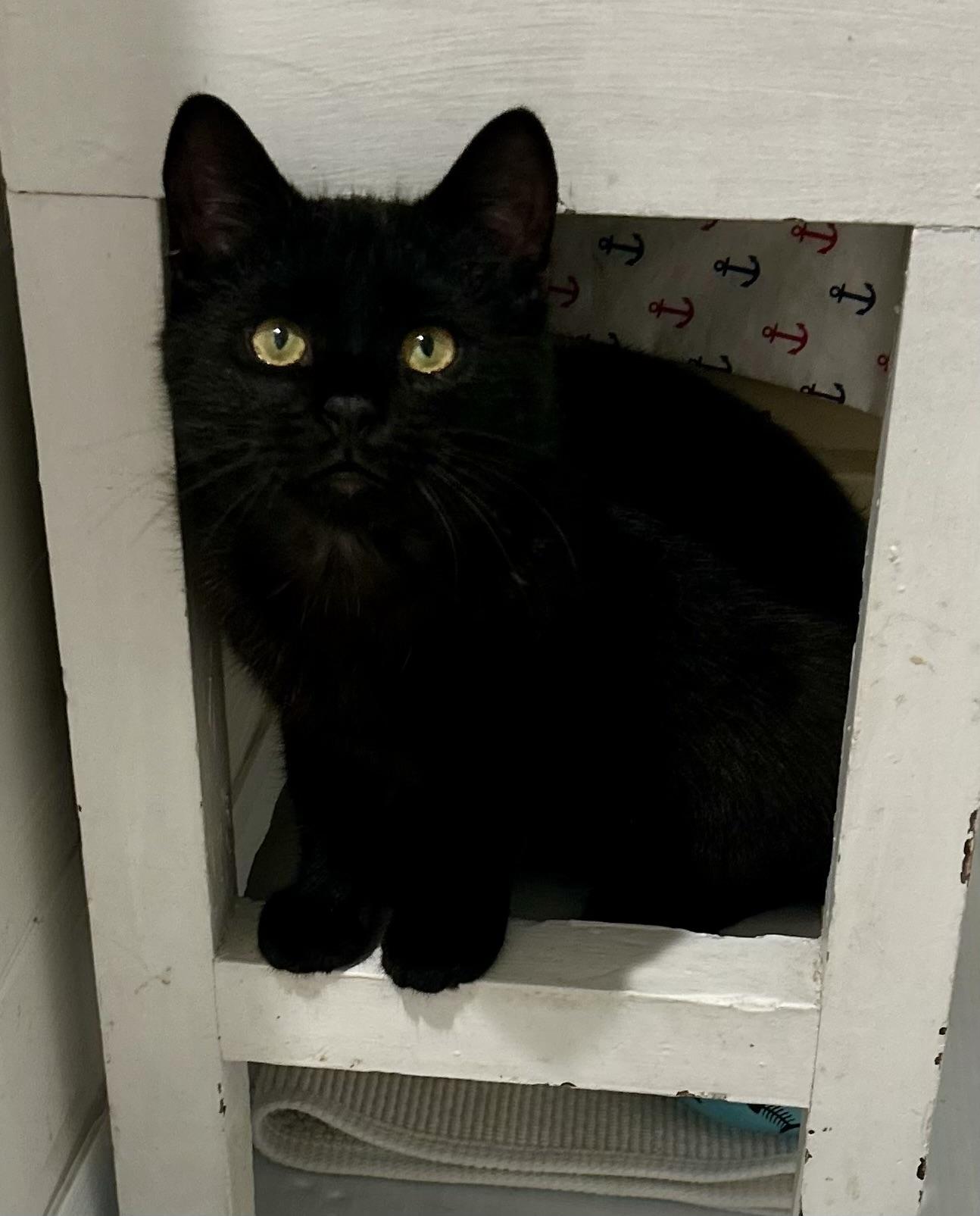 Enlarge Morpheus, an adoptable Domestic Short Hair in Ridgefield, CT image 3/4