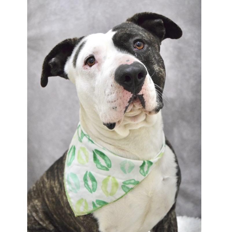 Sosa - ECAS, Adoptable, Adult Male Pit Bull Terrier.