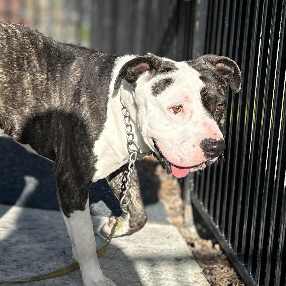 Enlarge Sosa - ECAS, a Adoptable mixed breed in Pleasanton, CA image 2/6