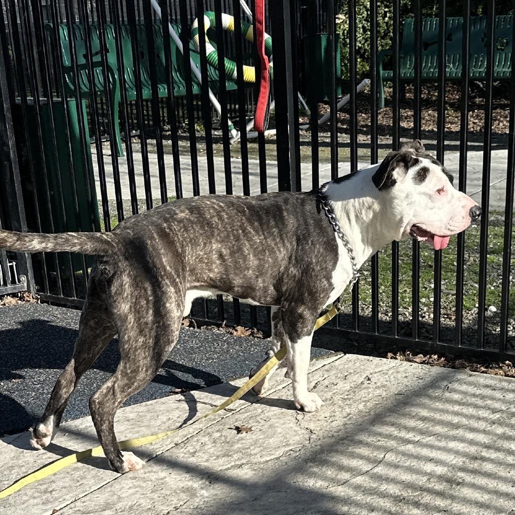 Enlarge Sosa - ECAS, a Adoptable mixed breed in Pleasanton, CA image 3/6