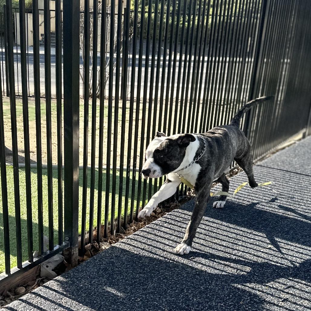 Enlarge Sosa - ECAS, a Adoptable mixed breed in Pleasanton, CA image 2/6