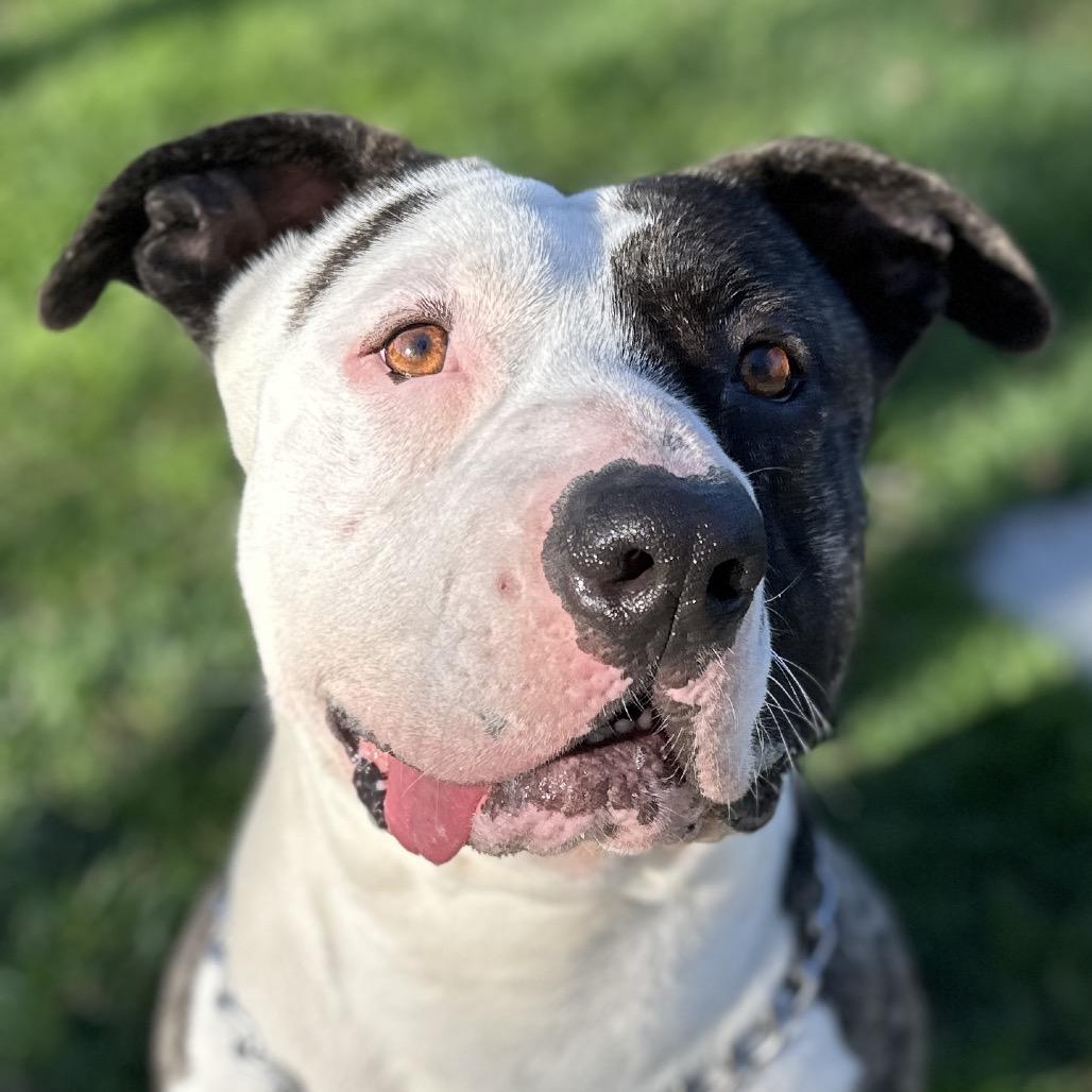 Enlarge Sosa - ECAS, a Adoptable mixed breed in Pleasanton, CA image 4/6