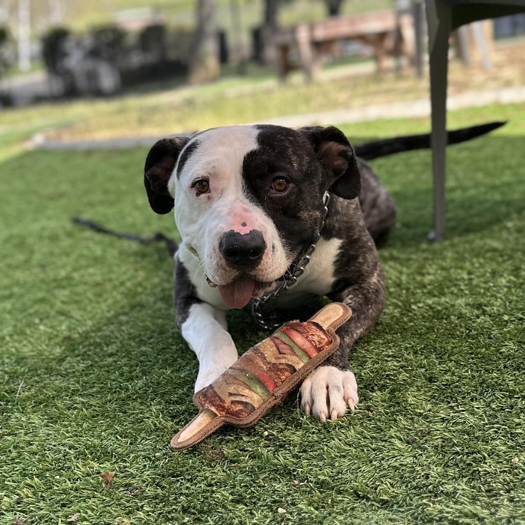 Enlarge Sosa - ECAS, a Adoptable mixed breed in Pleasanton, CA image 3/6