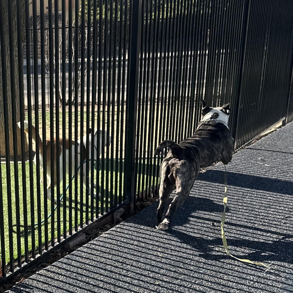 Enlarge Sosa - ECAS, a Adoptable mixed breed in Pleasanton, CA image 5/6