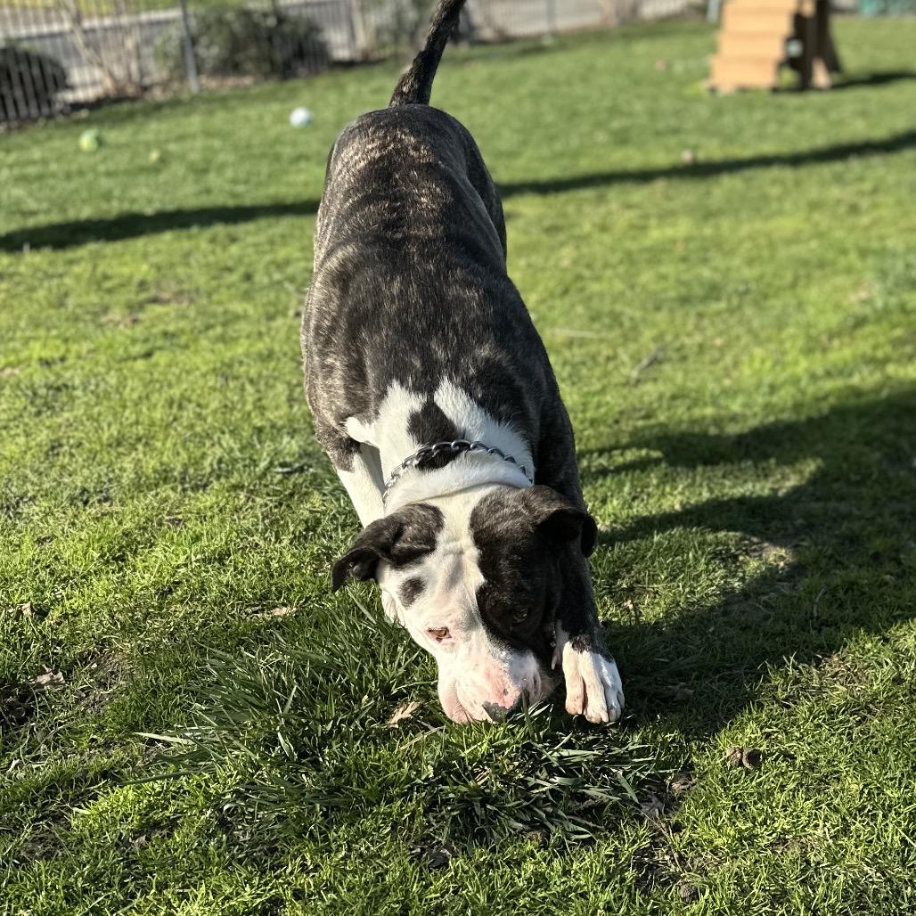 Enlarge Sosa - ECAS, a Adoptable mixed breed in Pleasanton, CA image 6/6