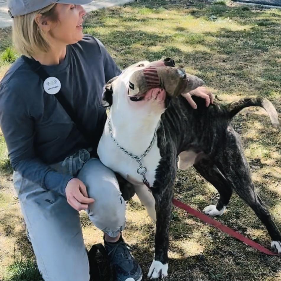 Enlarge Sosa - ECAS, a Adoptable mixed breed in Pleasanton, CA image 3/6