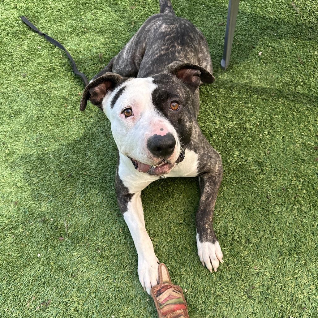 Enlarge Sosa - ECAS, a Adoptable mixed breed in Pleasanton, CA image 5/6