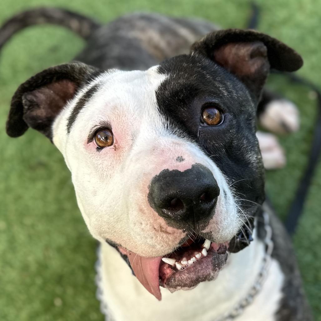 Enlarge Sosa - ECAS, a Adoptable mixed breed in Pleasanton, CA image 6/6