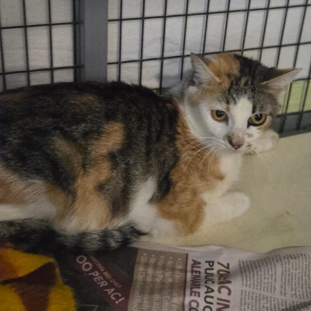 Enlarge Lasso, a Adoptable Domestic Short Hair in Charlottesville, VA image 1/3