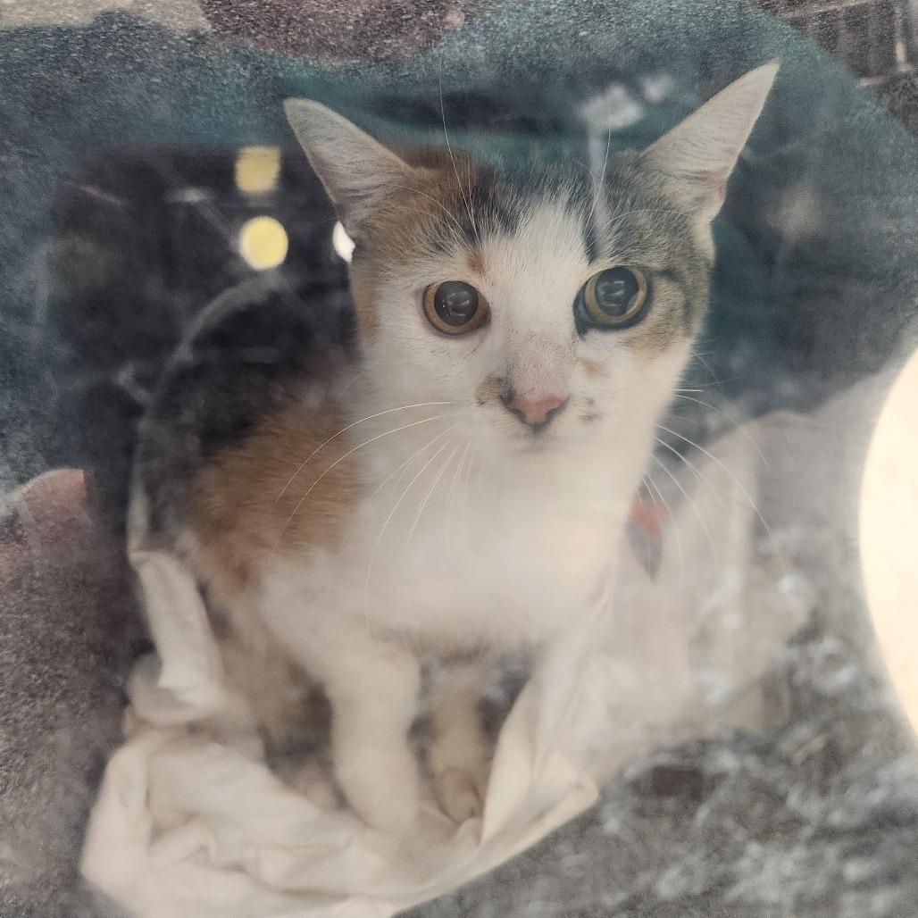 Enlarge Lasso, a Adoptable Domestic Short Hair in Charlottesville, VA image 2/3