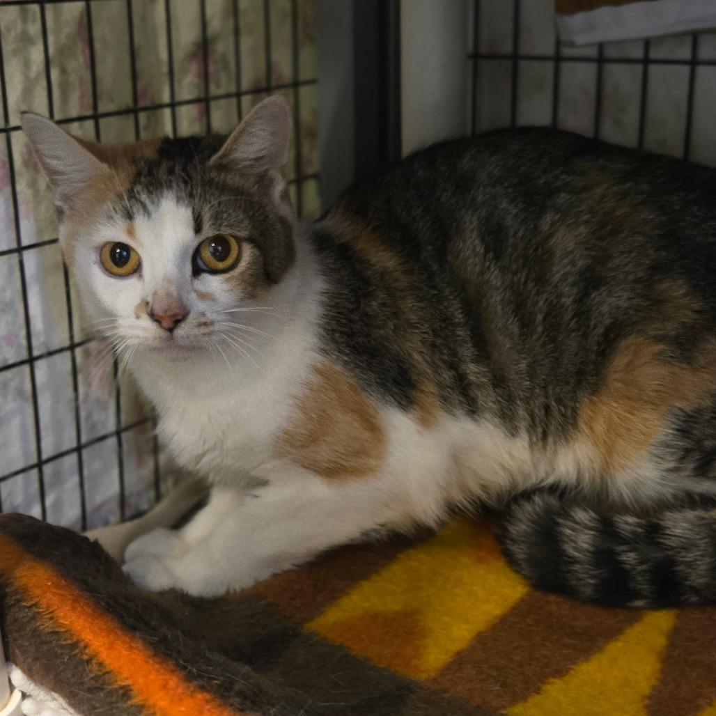 Enlarge Lasso, a Adoptable Domestic Short Hair in Charlottesville, VA image 3/3