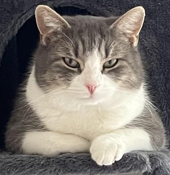 Enlarge Nova, an adopted Domestic Short Hair in Lancaster, PA image 1/3