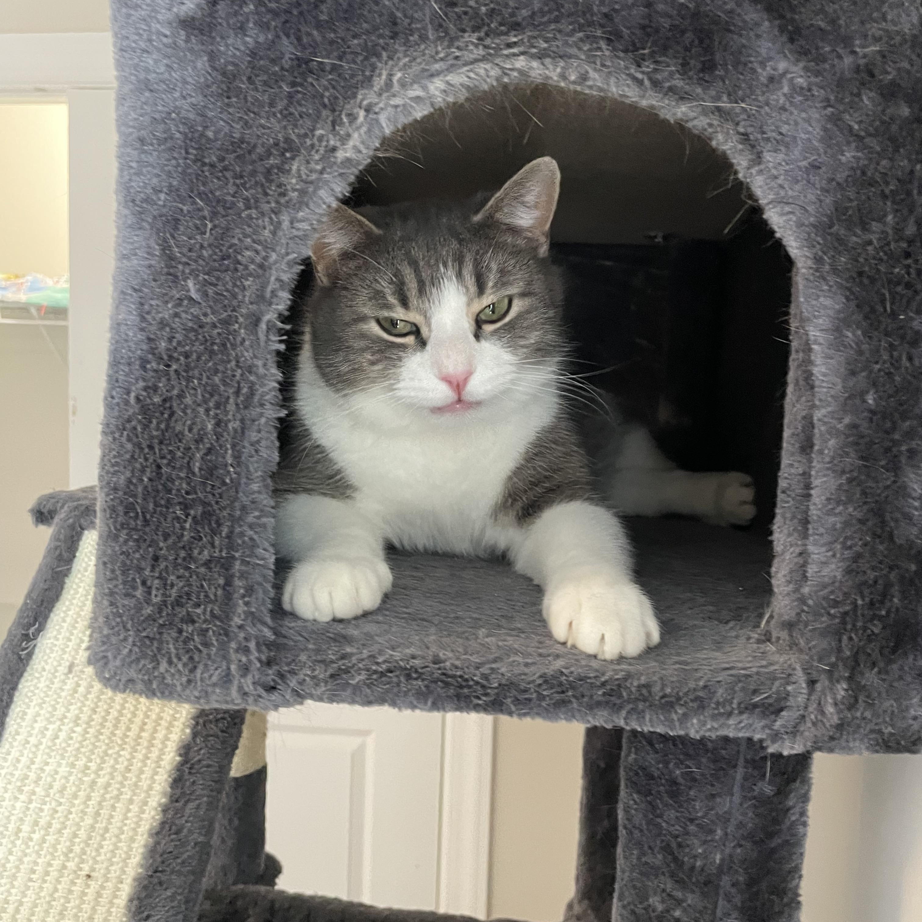 Enlarge Nova, an adopted Domestic Short Hair in Lancaster, PA image 3/3