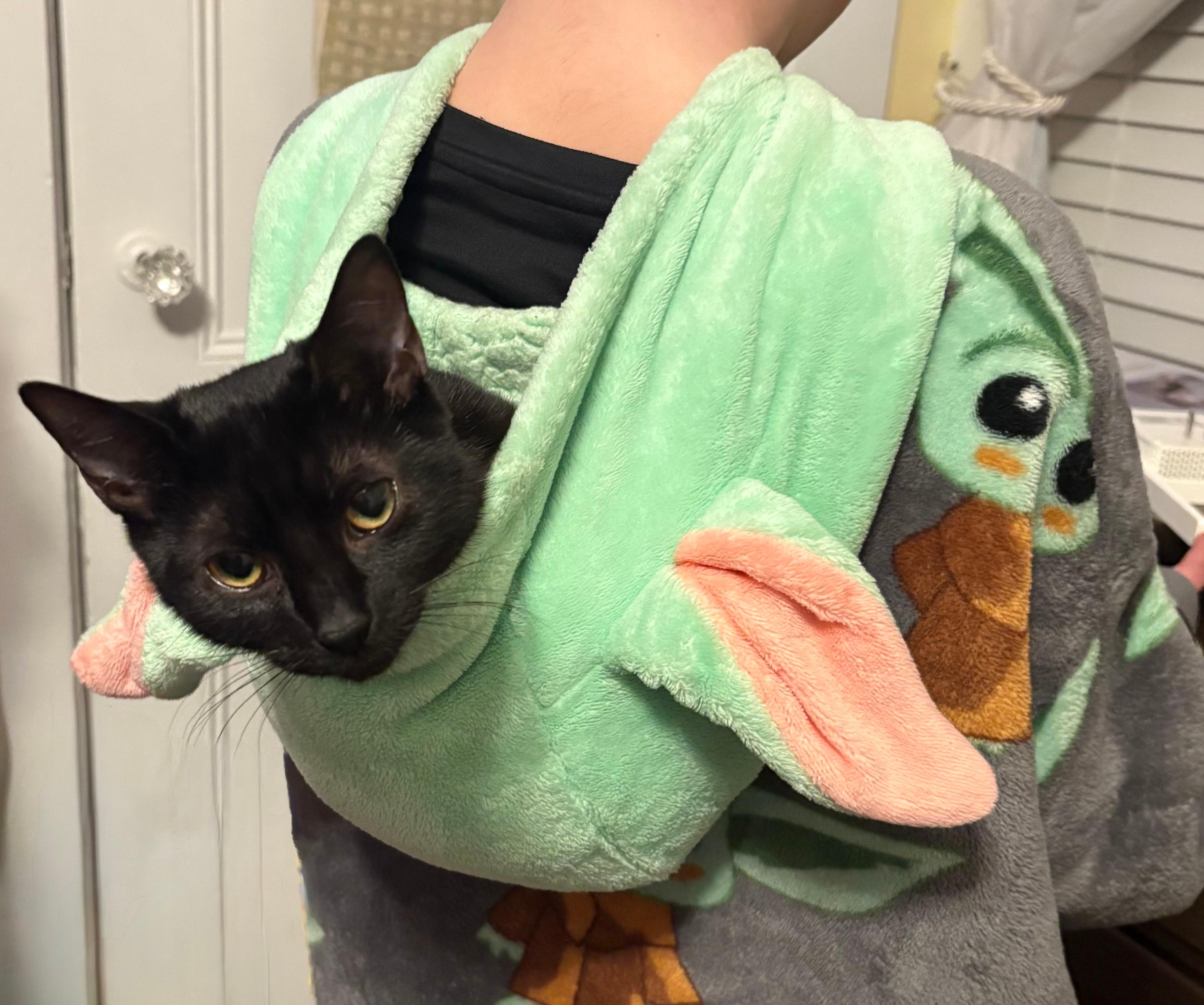 Pip, ADOPTABLE, Kitten Female Domestic Short Hair.