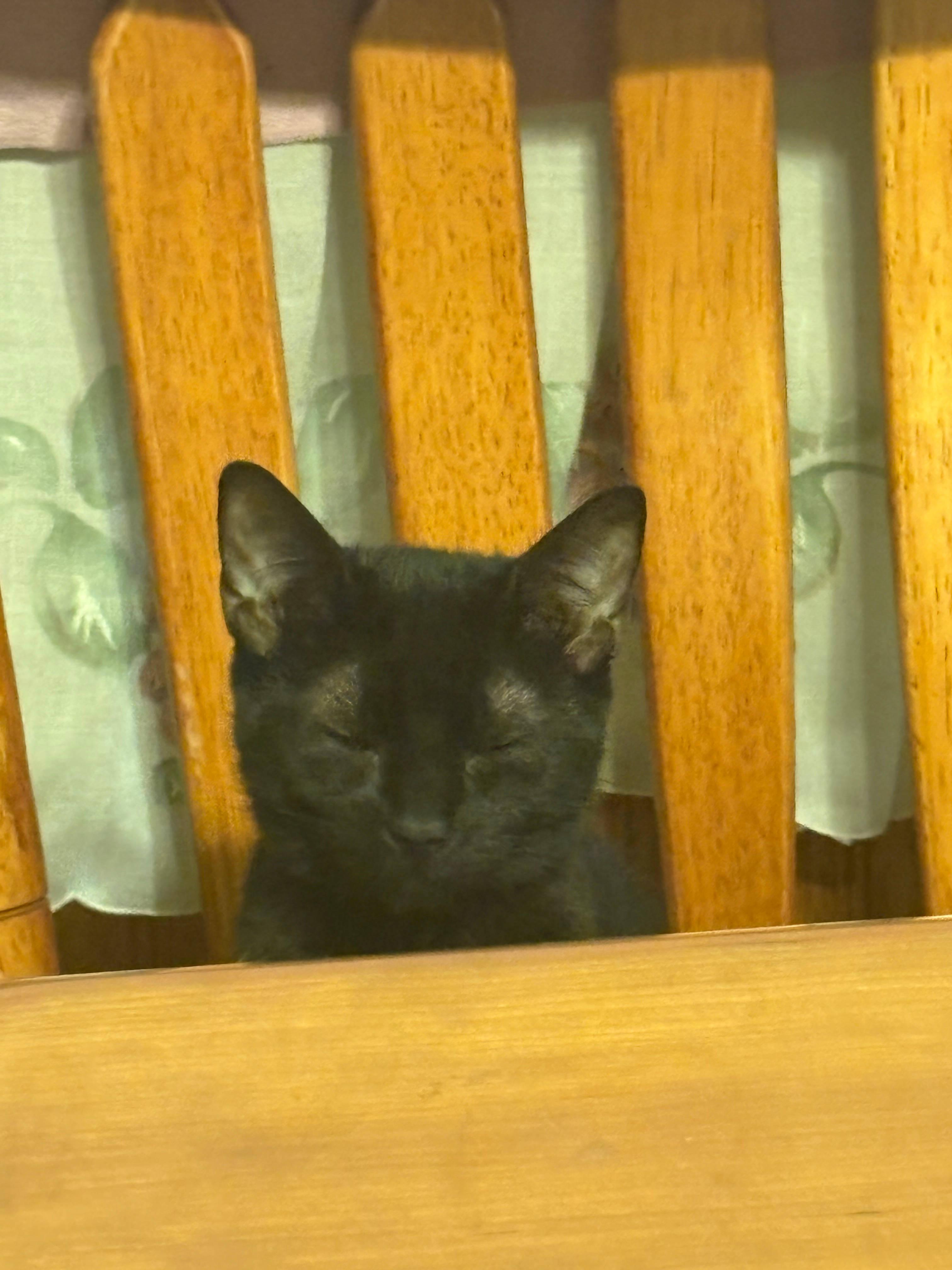 Enlarge Pip, a ADOPTABLE Domestic Short Hair in Melrose, MA image 2/6