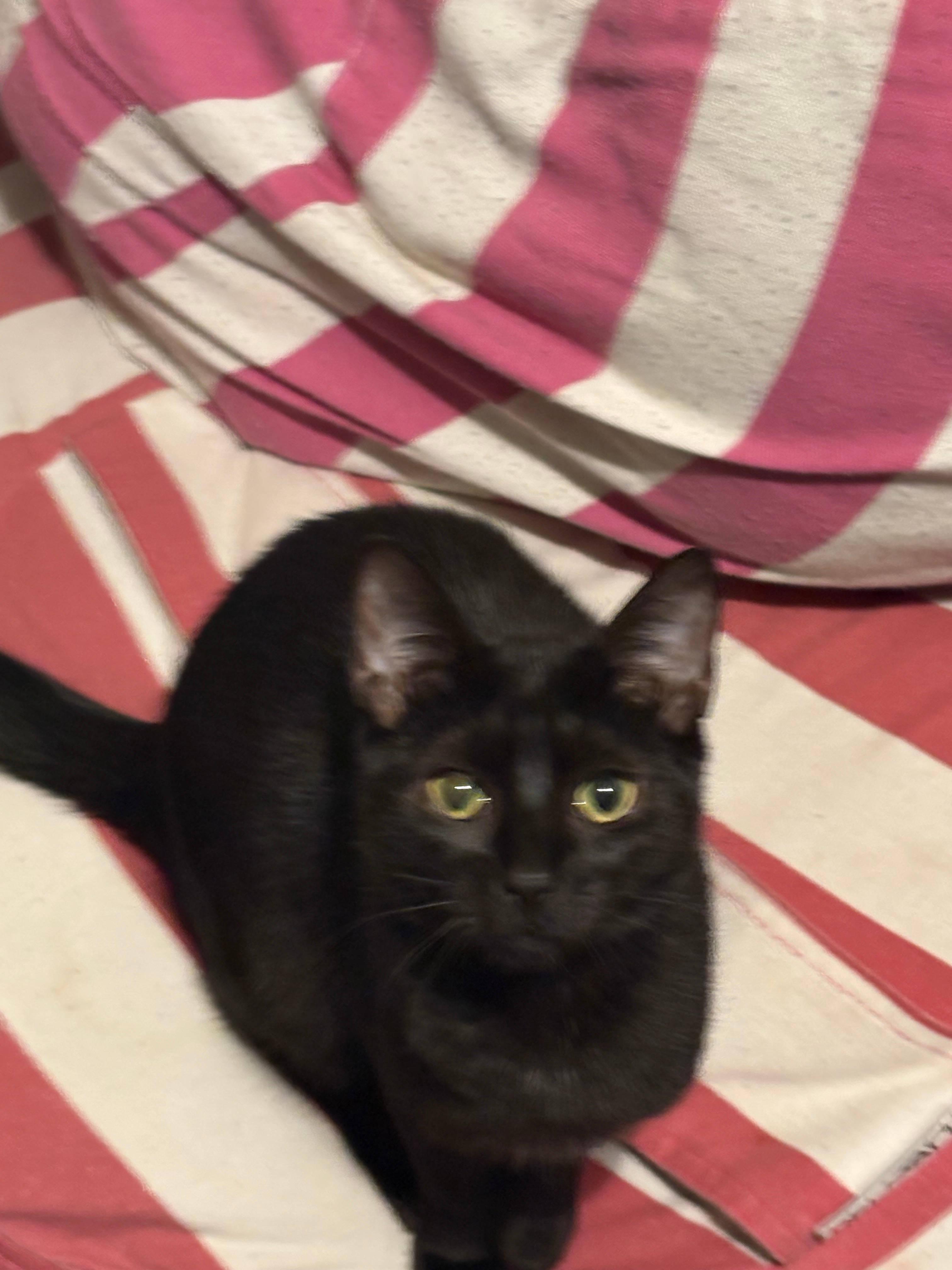 Enlarge Pip, a ADOPTABLE Domestic Short Hair in Melrose, MA image 4/6