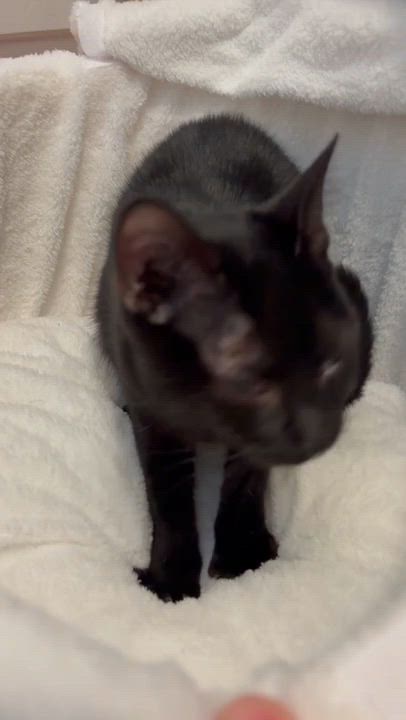 Enlarge Pip, a ADOPTABLE Domestic Short Hair in Melrose, MA video 6/6