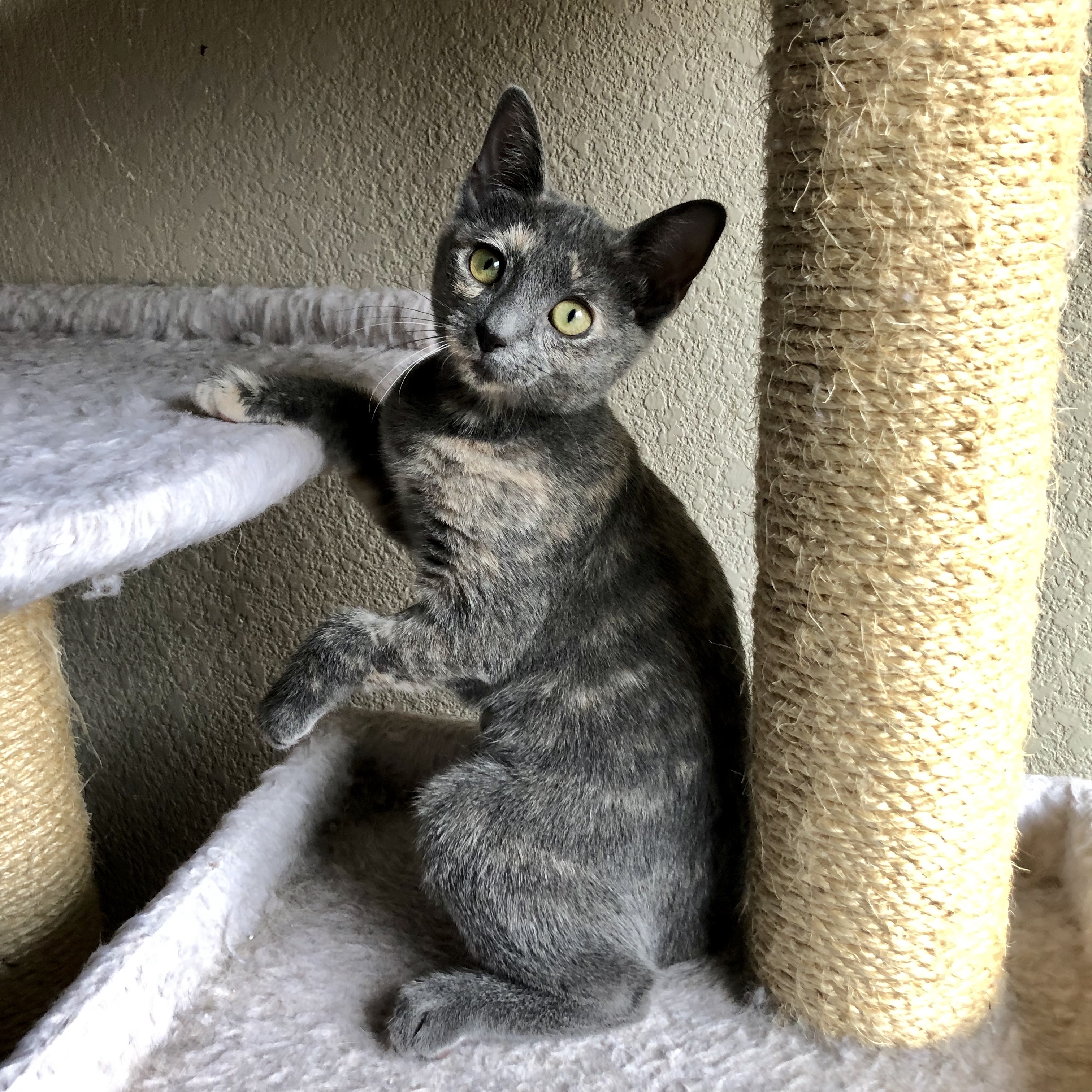 Enlarge Bonnie, a Adoptable Domestic Short Hair in Fort Worth, TX image 1/12