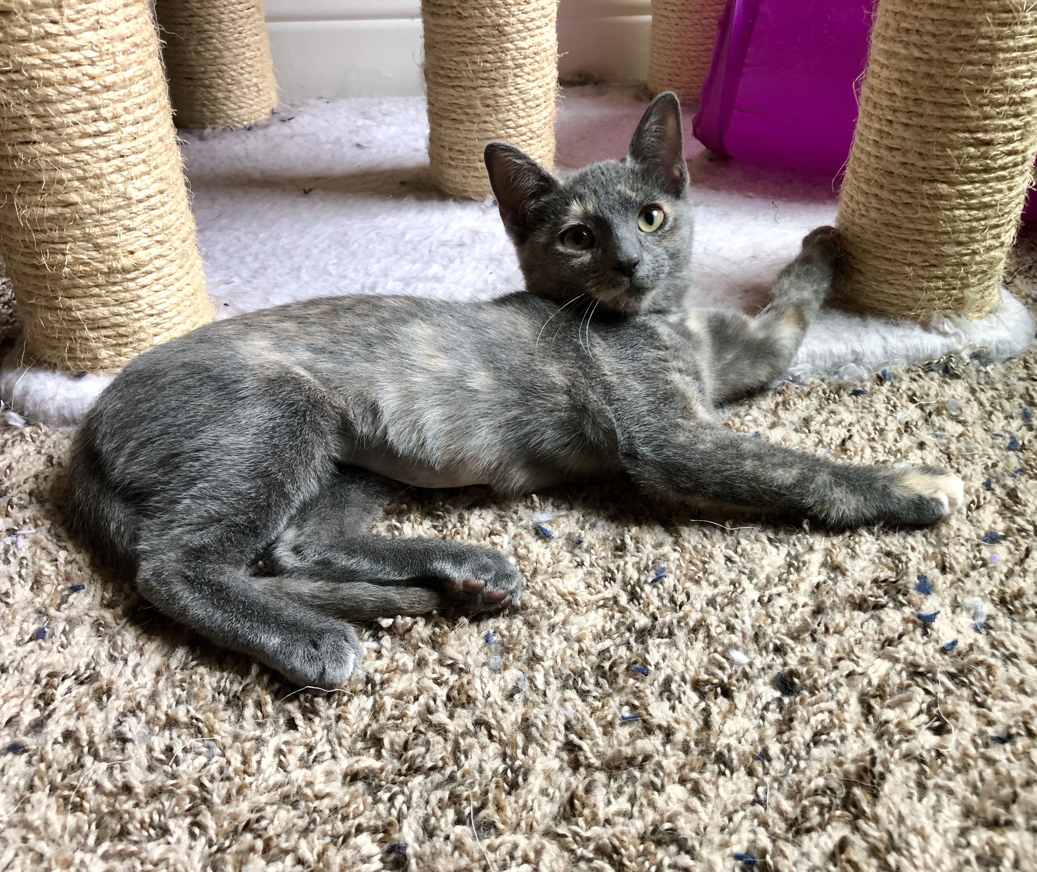 Enlarge Bonnie, a Adoptable Domestic Short Hair in Fort Worth, TX image 2/12