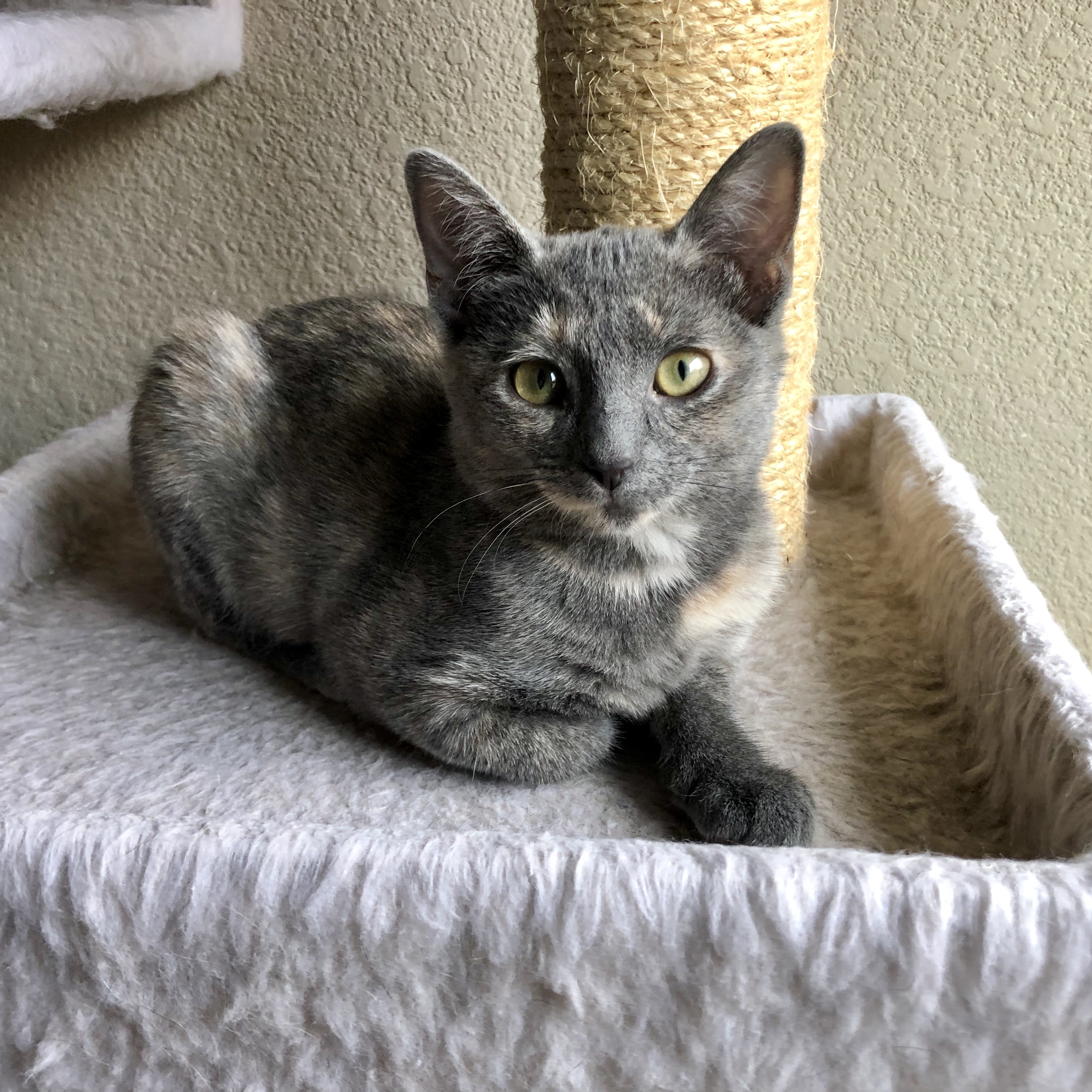 Enlarge Bonnie, a Adoptable Domestic Short Hair in Fort Worth, TX image 3/12