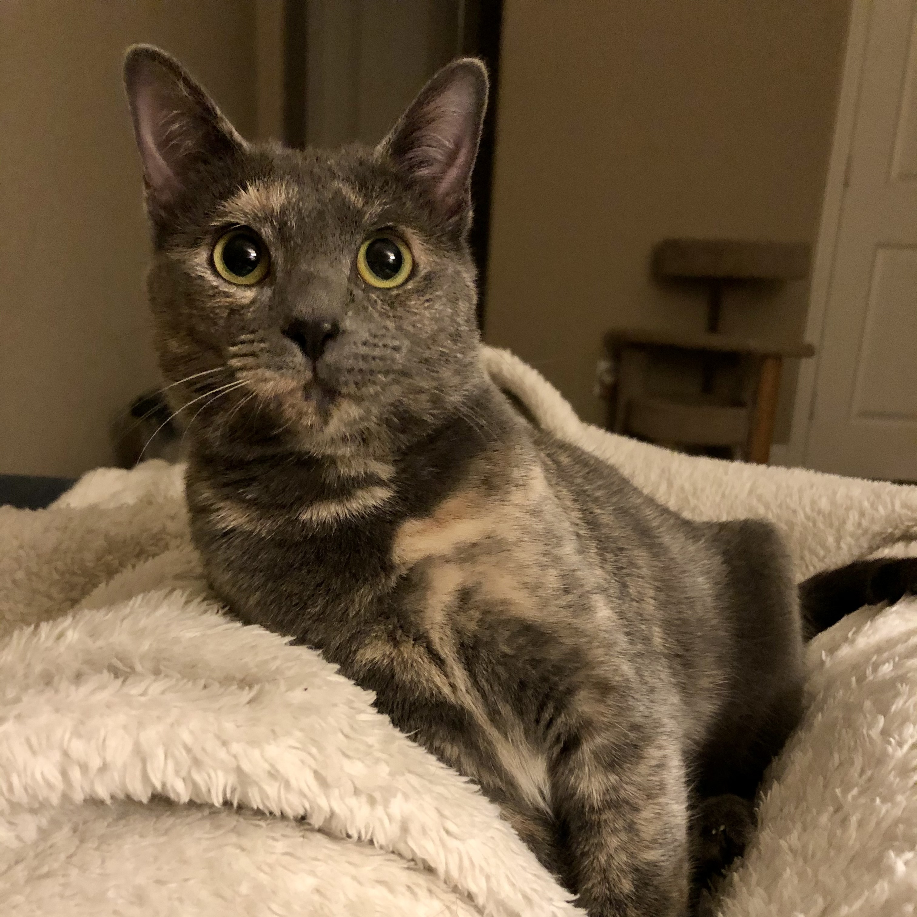 Enlarge Bonnie, a Adoptable Domestic Short Hair in Fort Worth, TX image 5/12