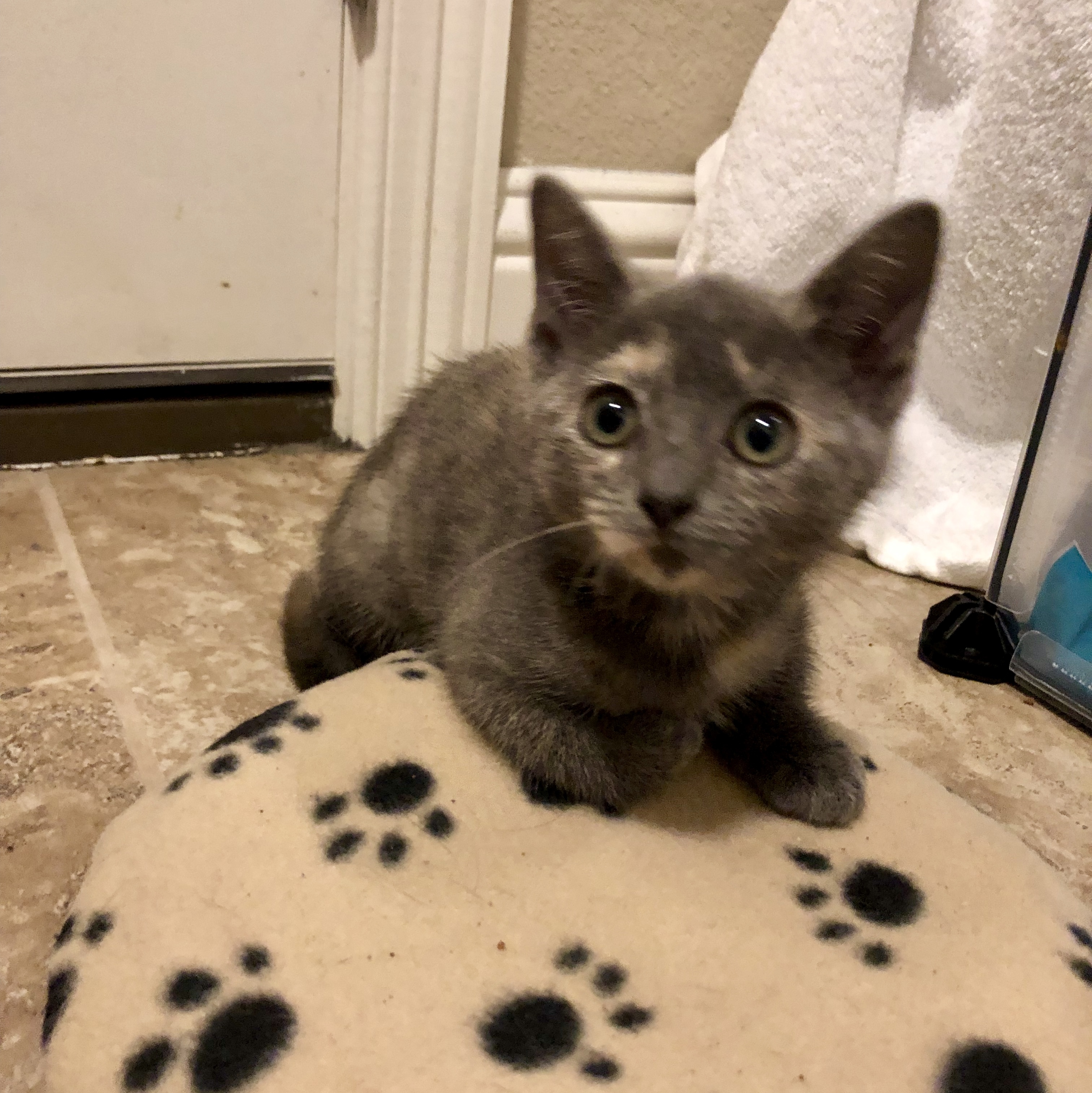 Enlarge Bonnie, a Adoptable Domestic Short Hair in Fort Worth, TX image 6/12