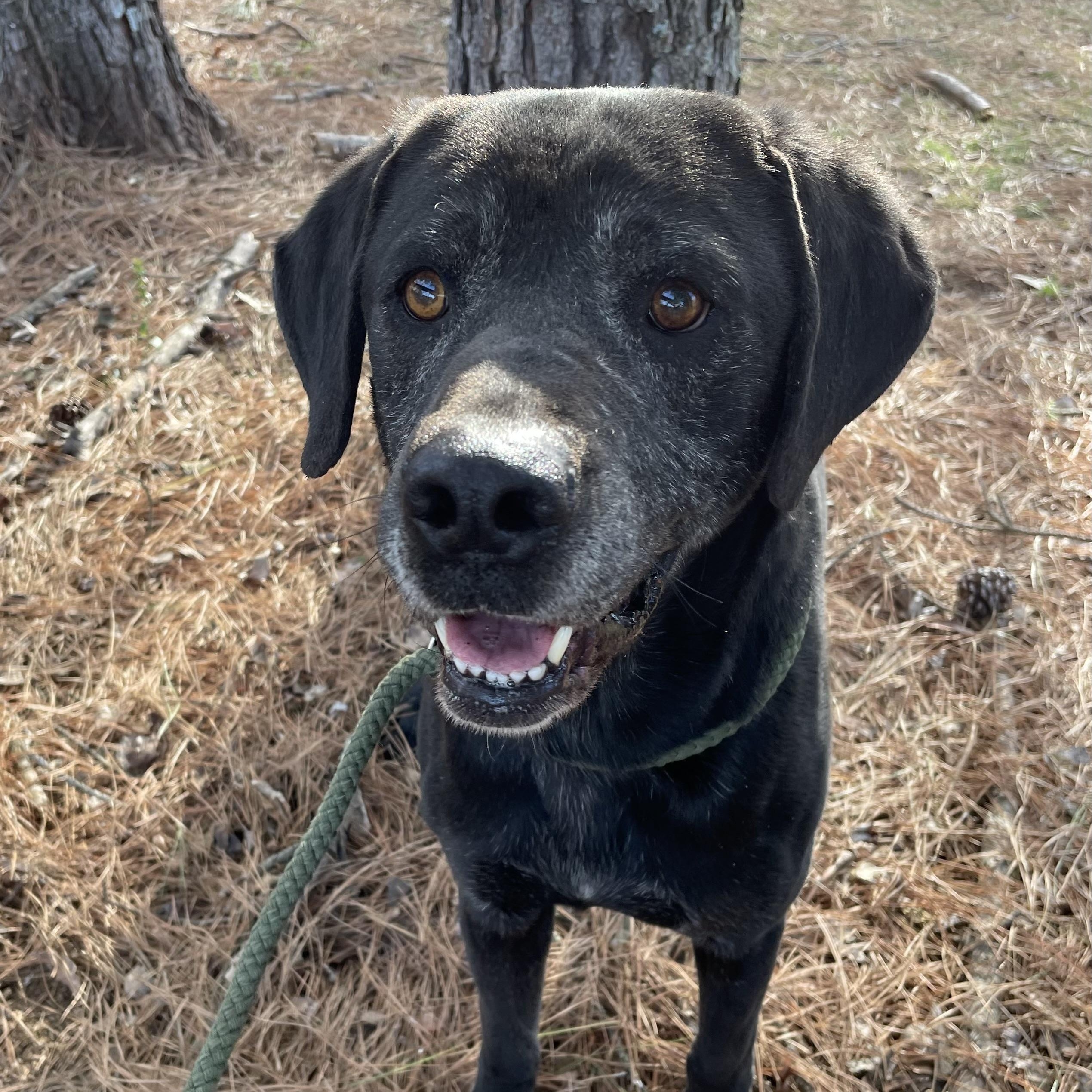 Eugene, a Adoptable mixed breed in Heber Springs, AR image 1/6