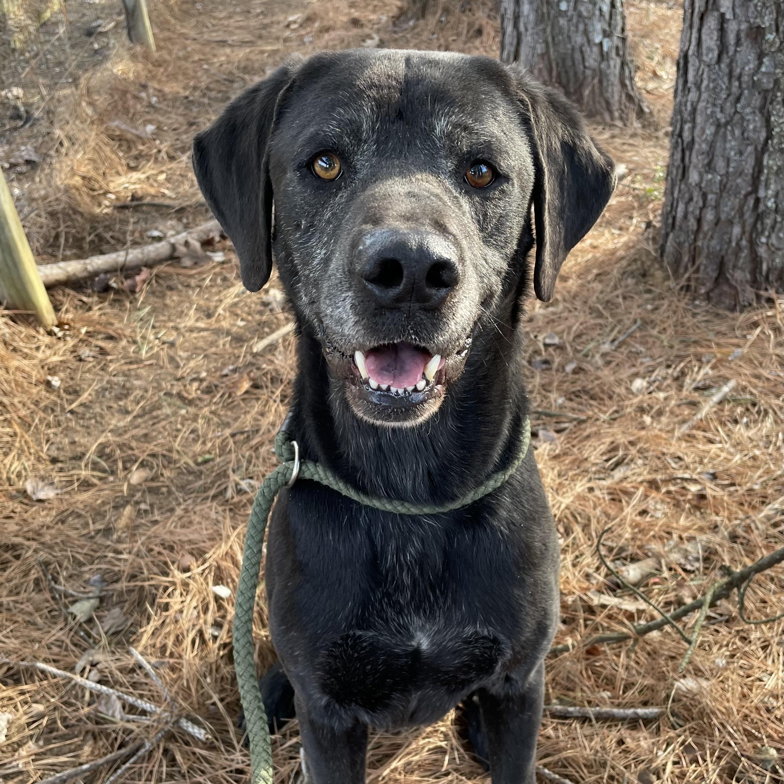 Eugene, a Adoptable mixed breed in Heber Springs, AR image 4/6