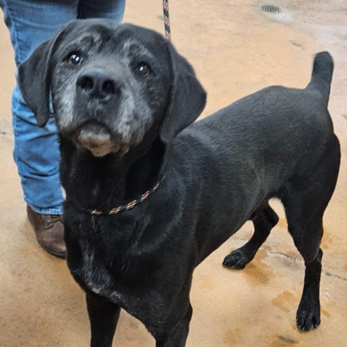 Eugene, a Adoptable mixed breed in Heber Springs, AR image 6/6