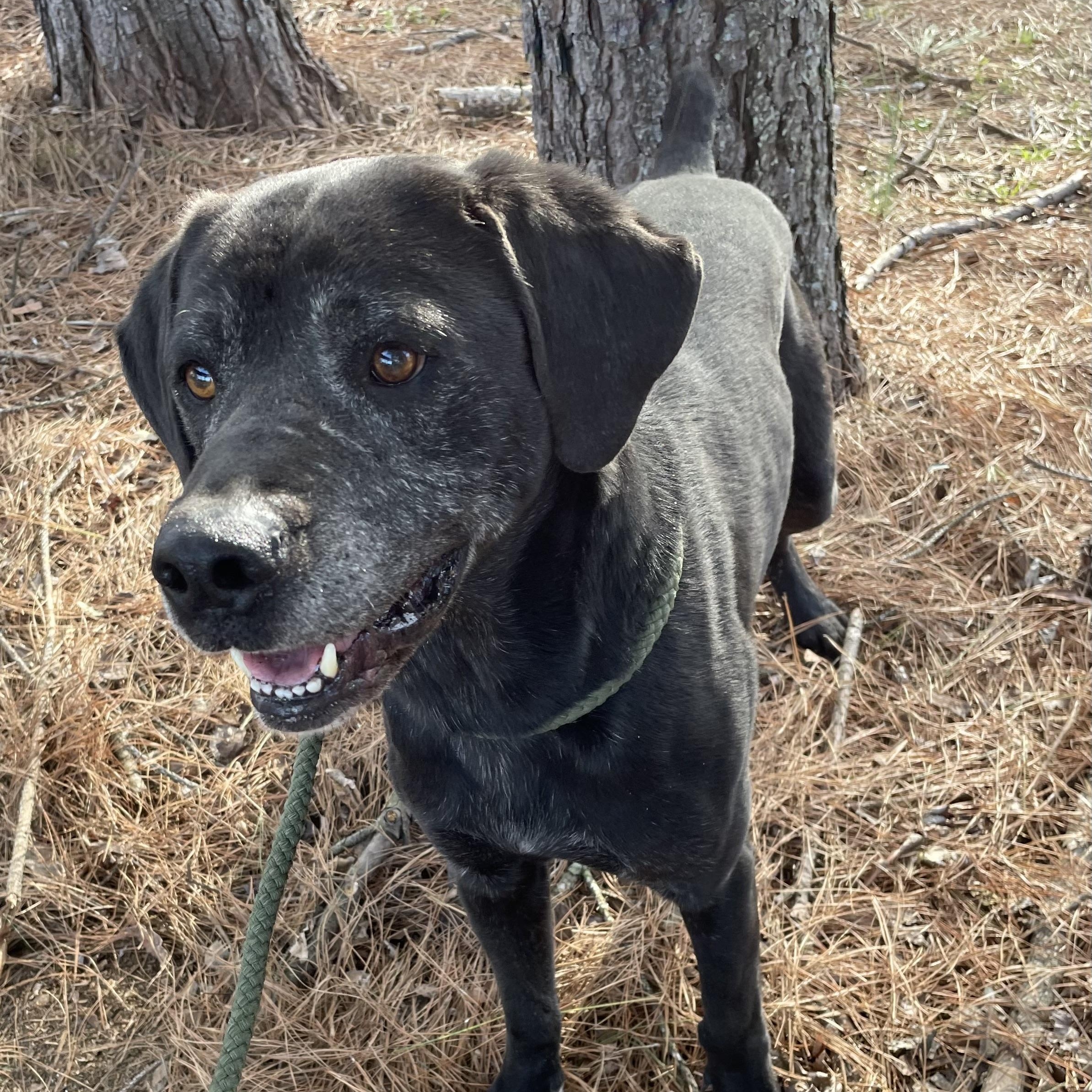 Eugene, a Adoptable mixed breed in Heber Springs, AR image 5/6