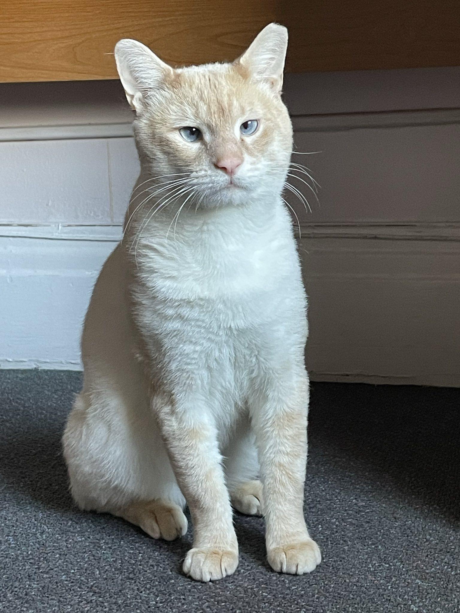 Beasley, a Adoptable Domestic Short Hair in Penfield, NY image 6/6