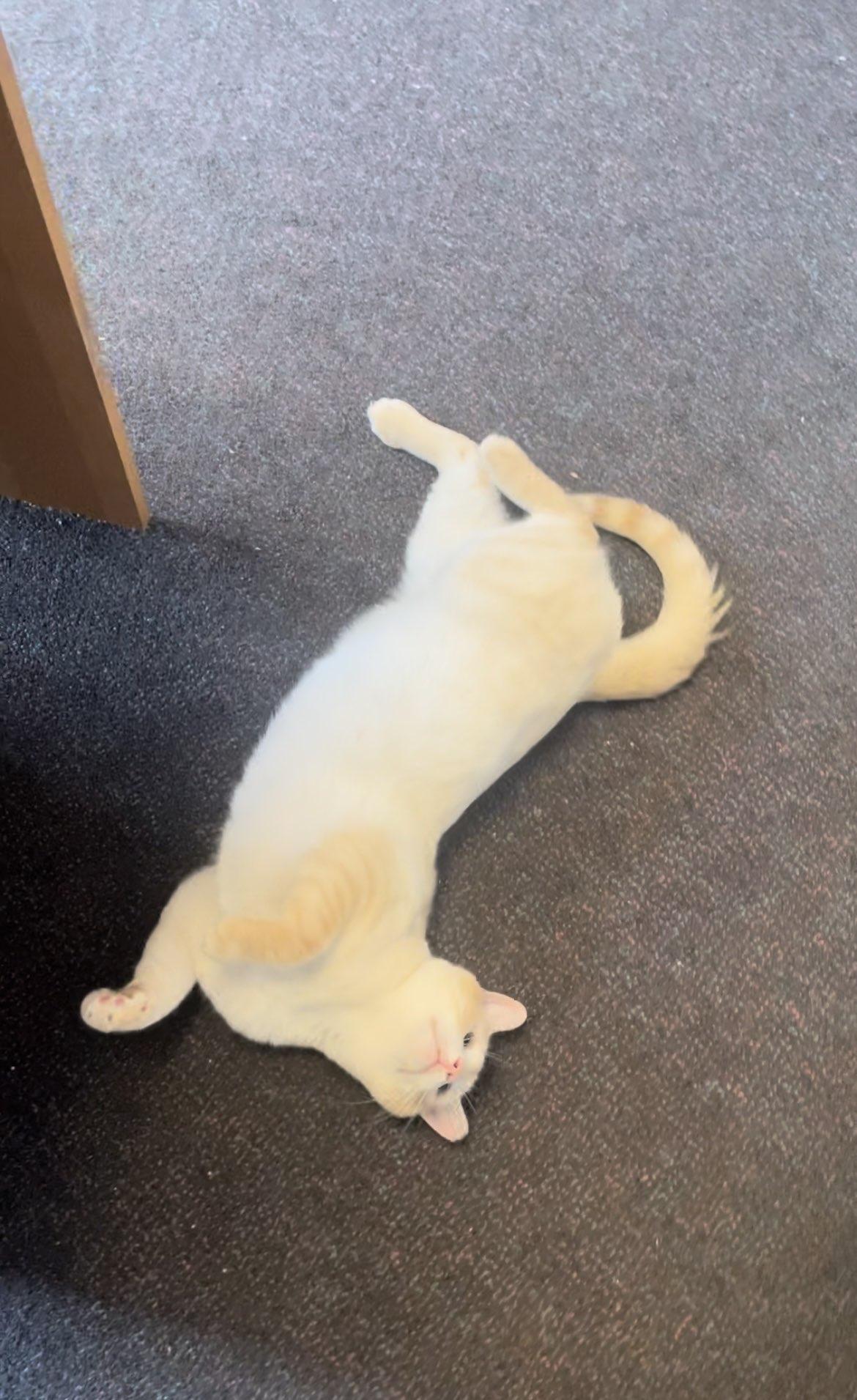 Beasley, a Adoptable Domestic Short Hair in Penfield, NY image 4/6