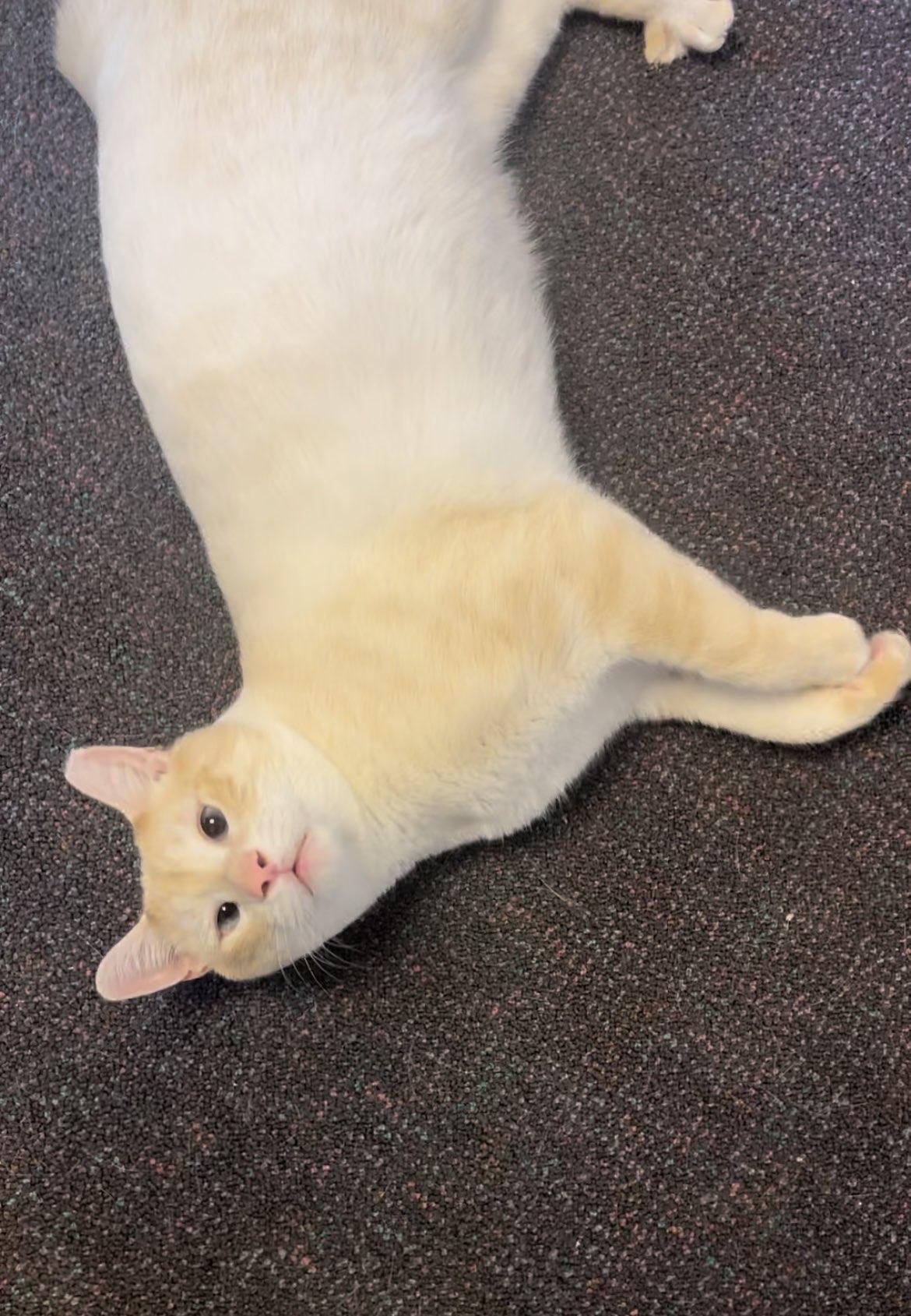 Beasley, a Adoptable Domestic Short Hair in Penfield, NY image 5/6