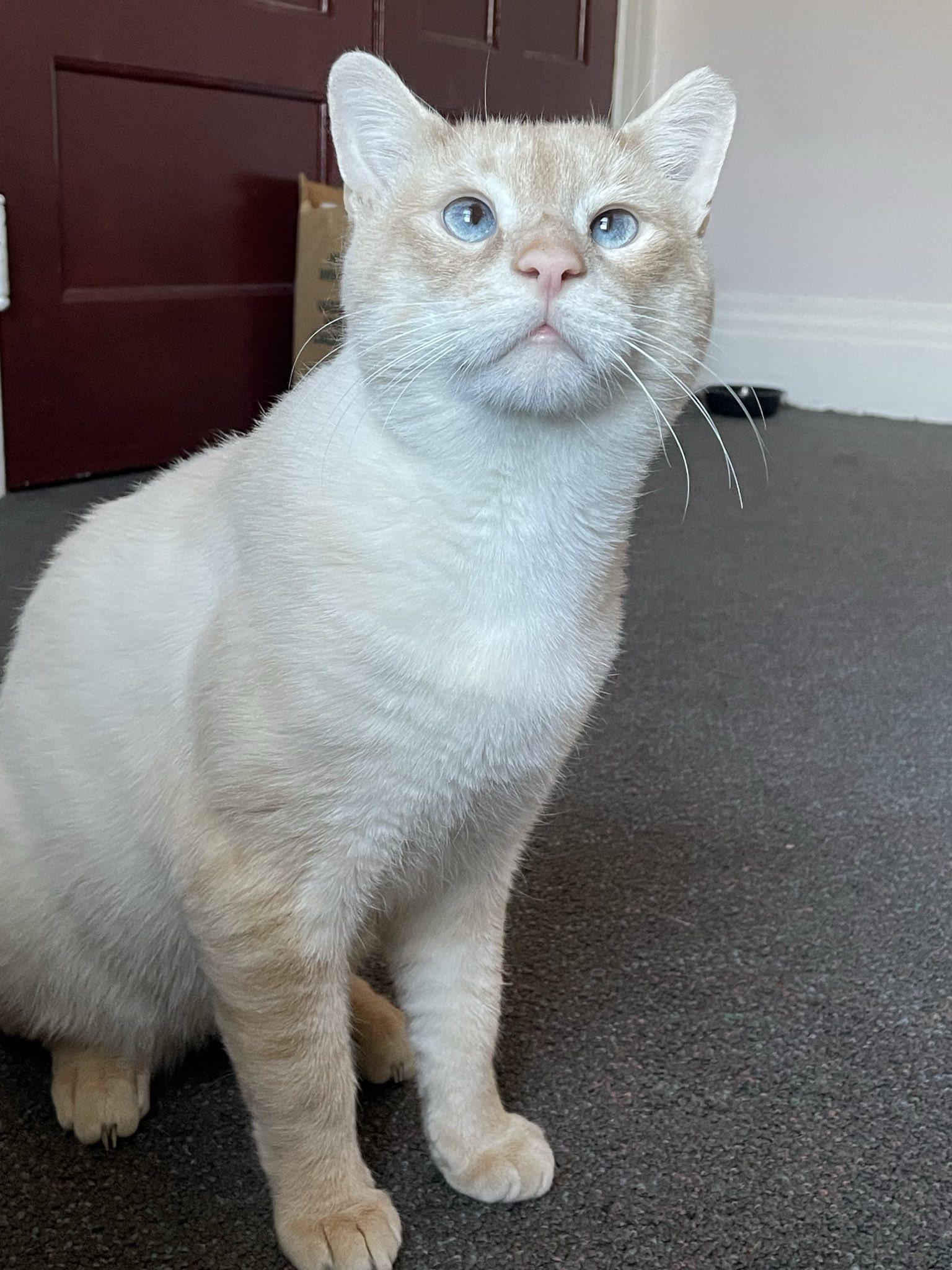 Beasley, a Adoptable Domestic Short Hair in Penfield, NY image 3/6