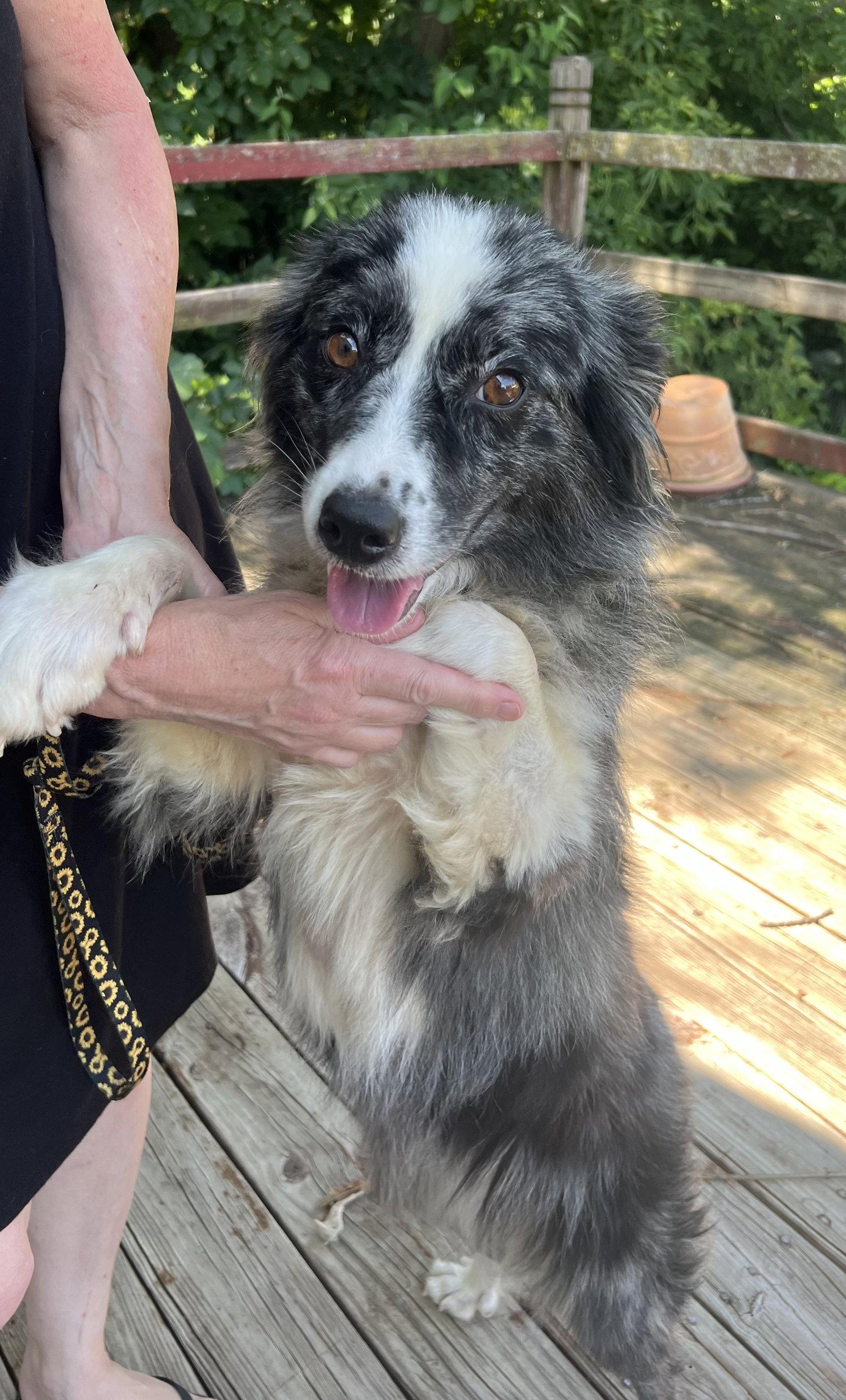 MOLLY, Adoptable, Adult Female Australian Shepherd.