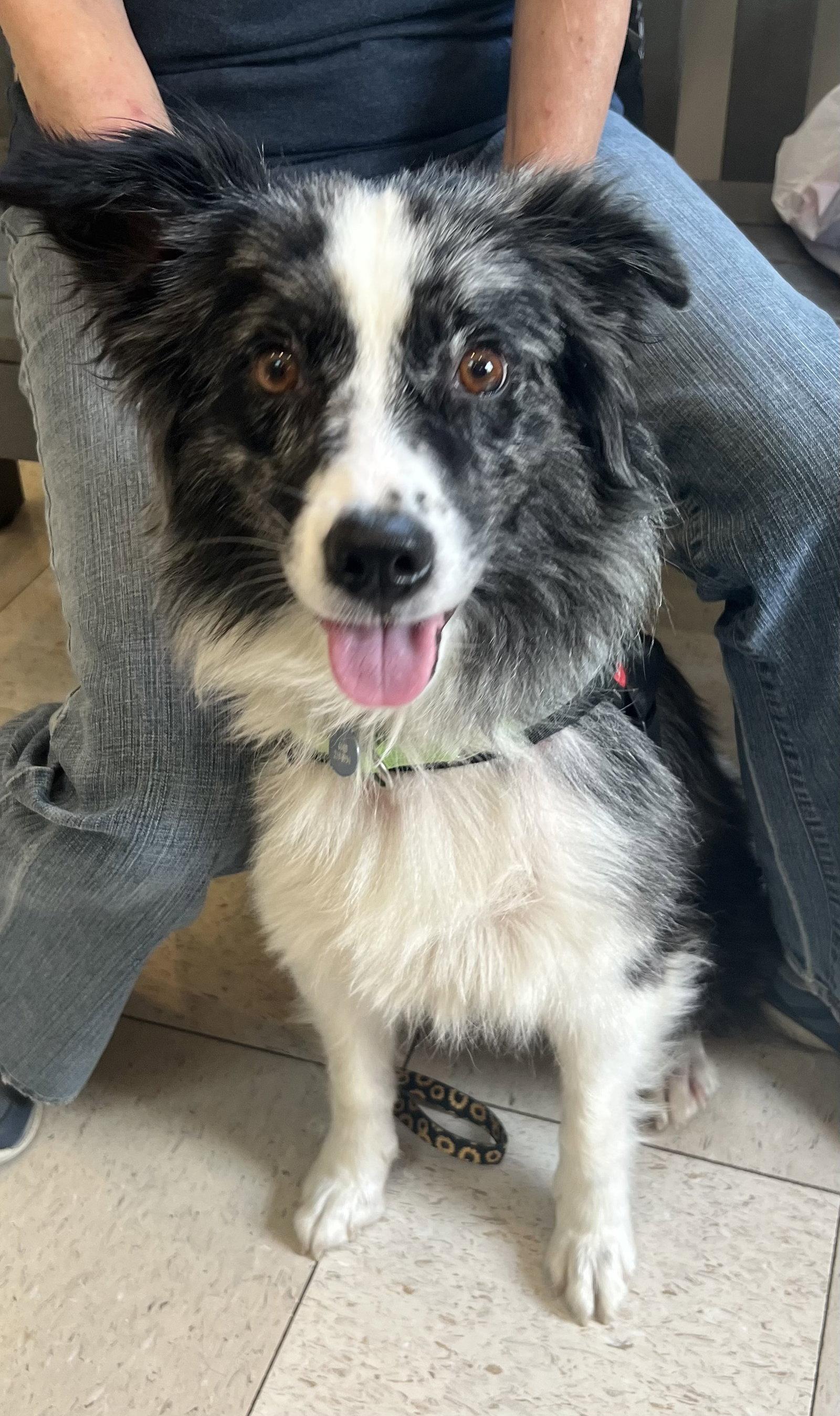MOLLY, a Adoptable Australian Shepherd in Amherst, OH image 2/3